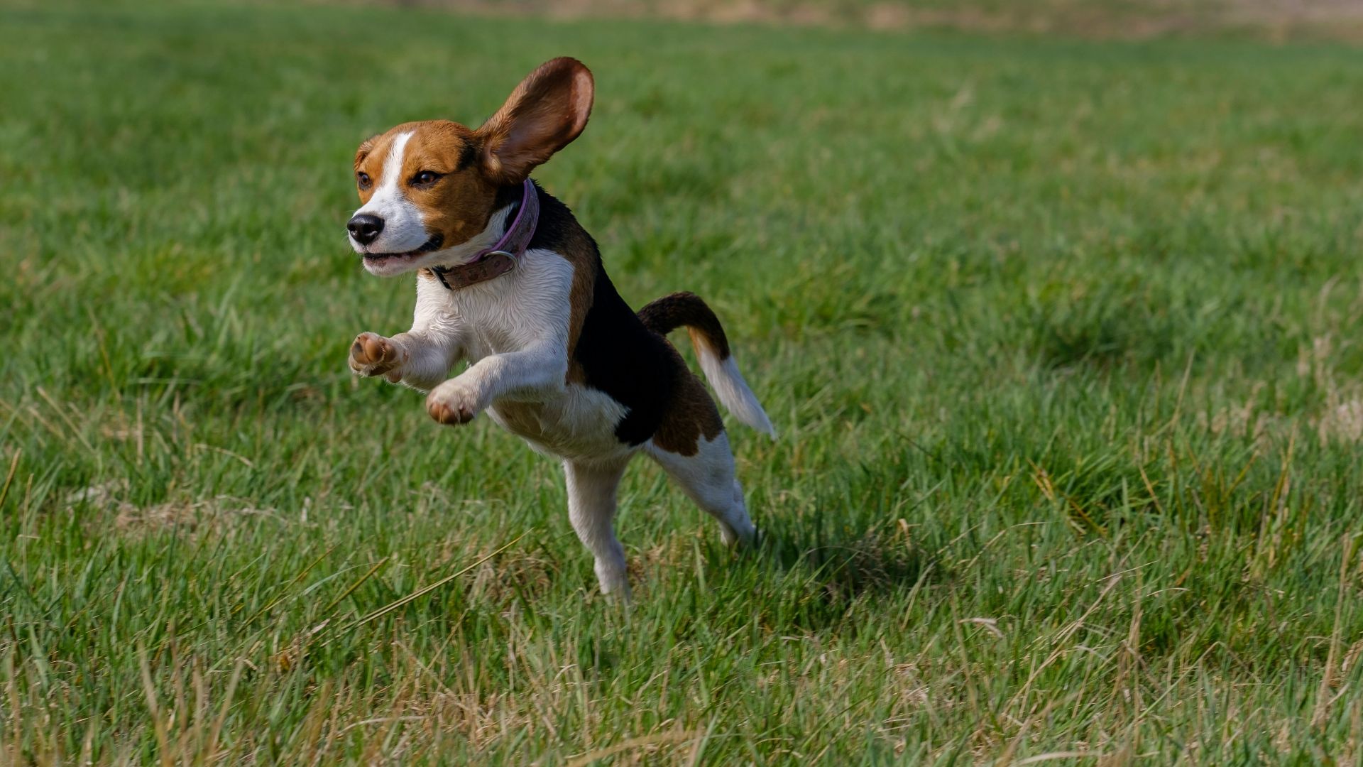 beagle leap on grass field