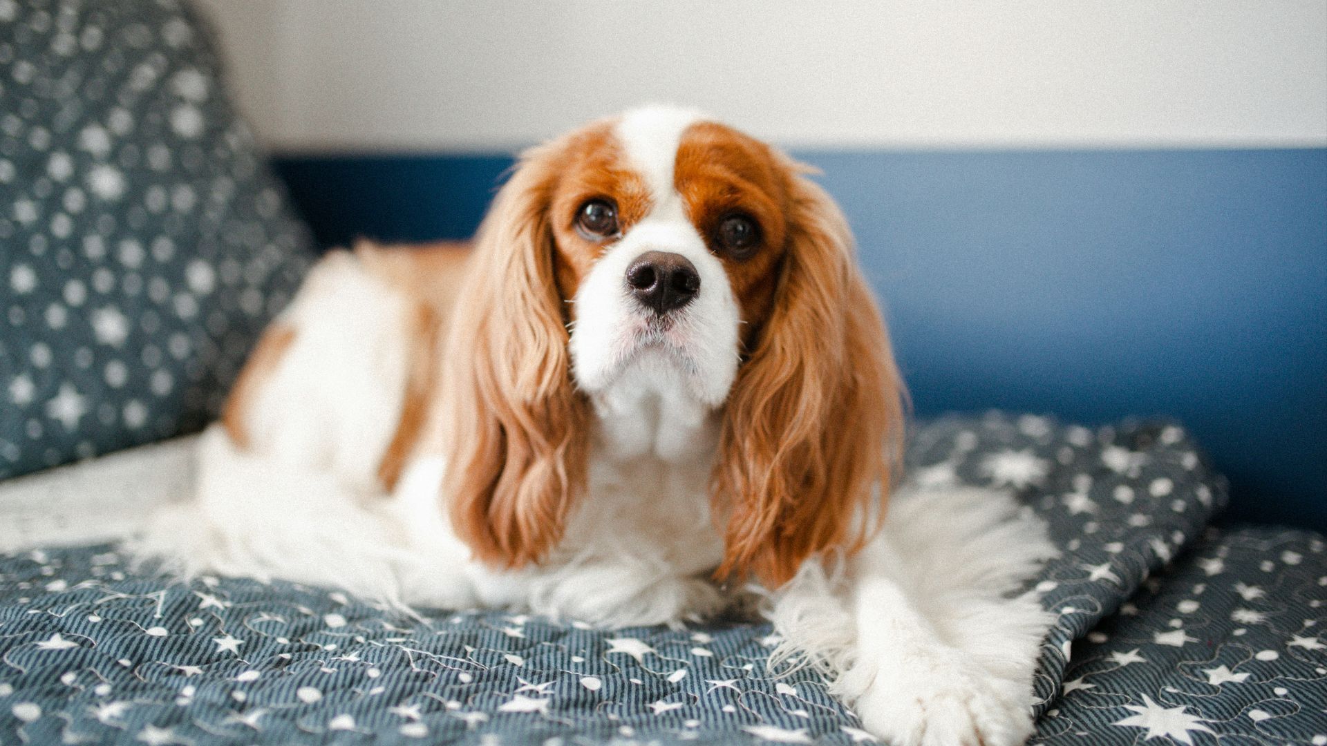 a brown and white dog laying on top of a bed