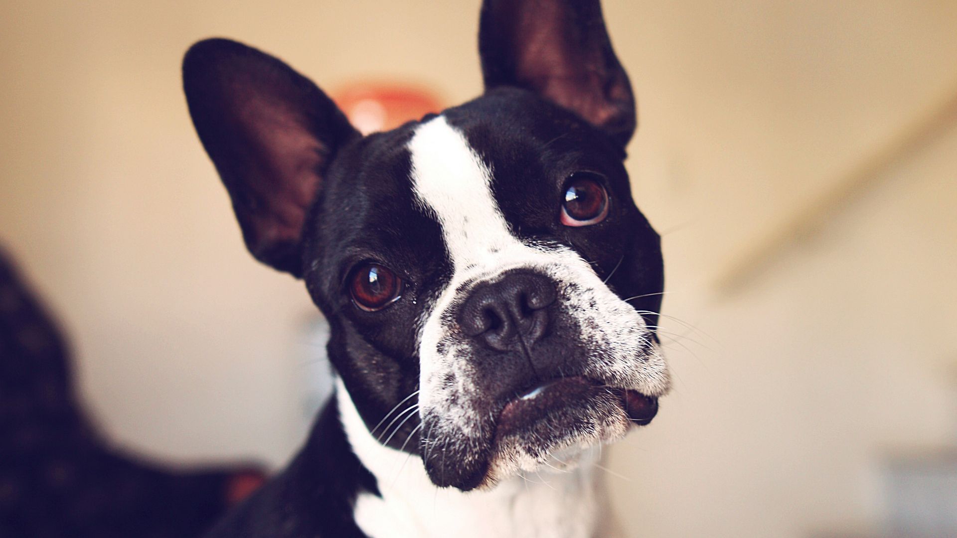 black and white boston terrier
