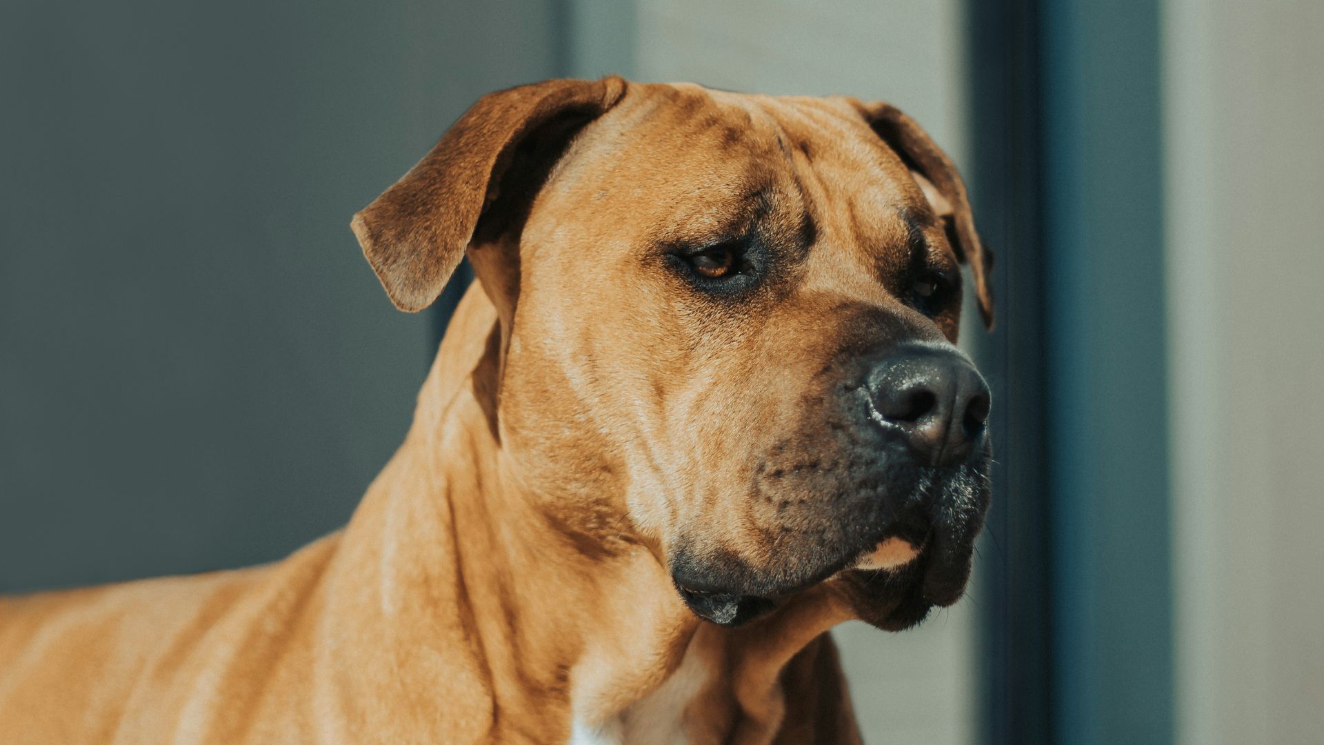 brown short coated dog on gray floor
