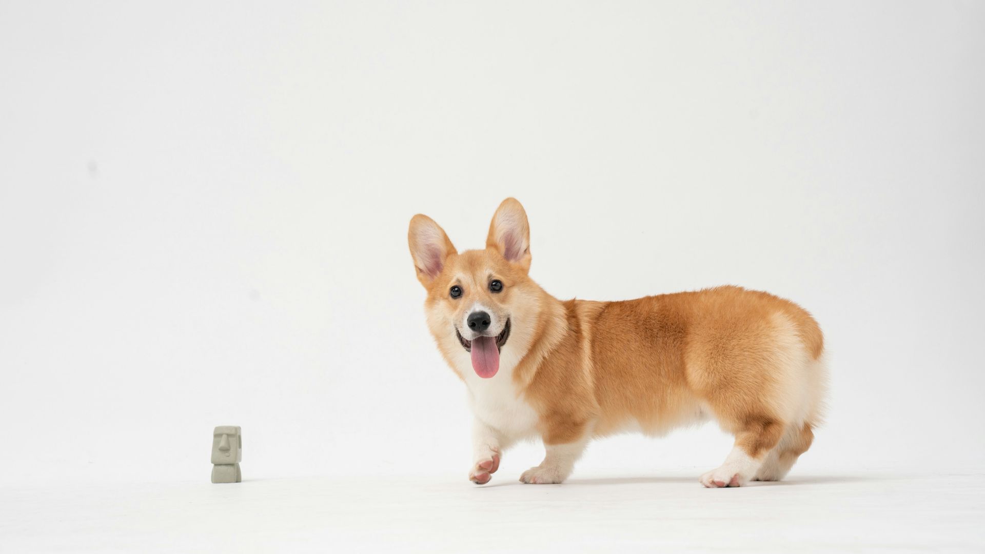 brown and white corgi puppy