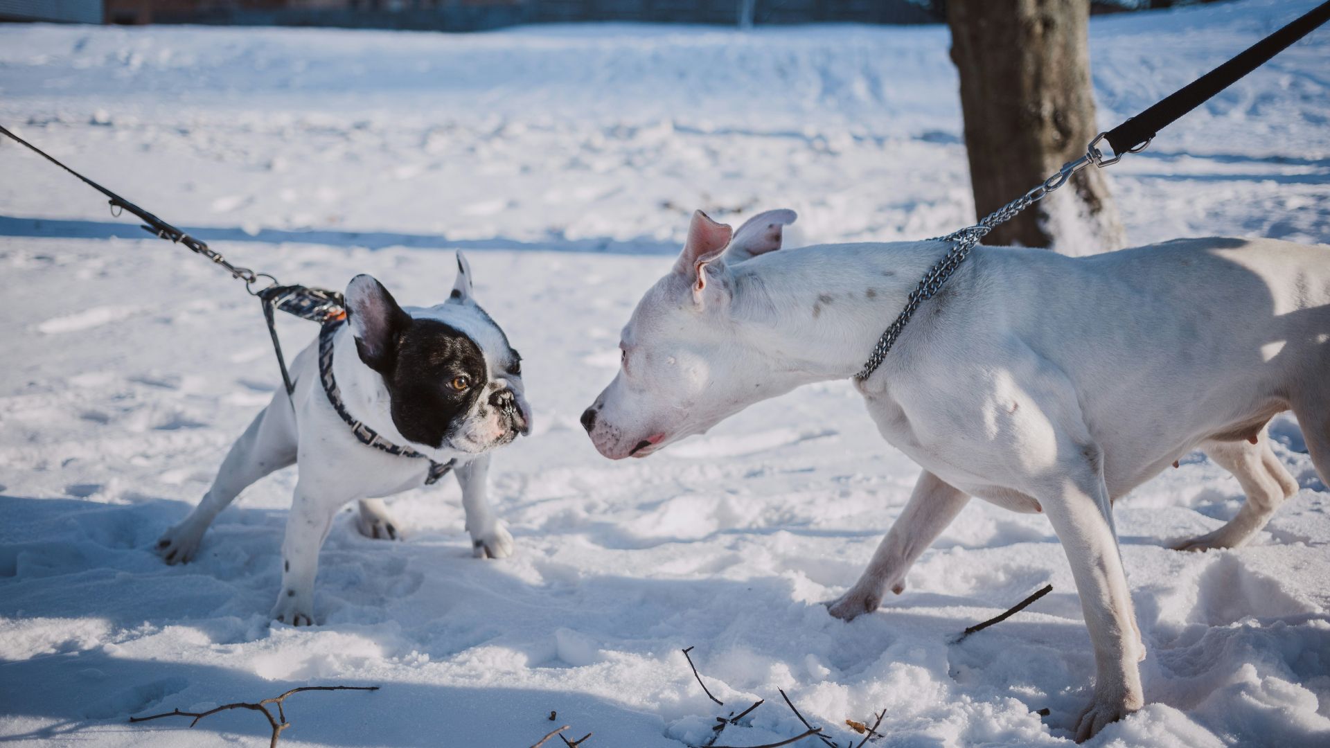 two short-coated dogs stepping on snow