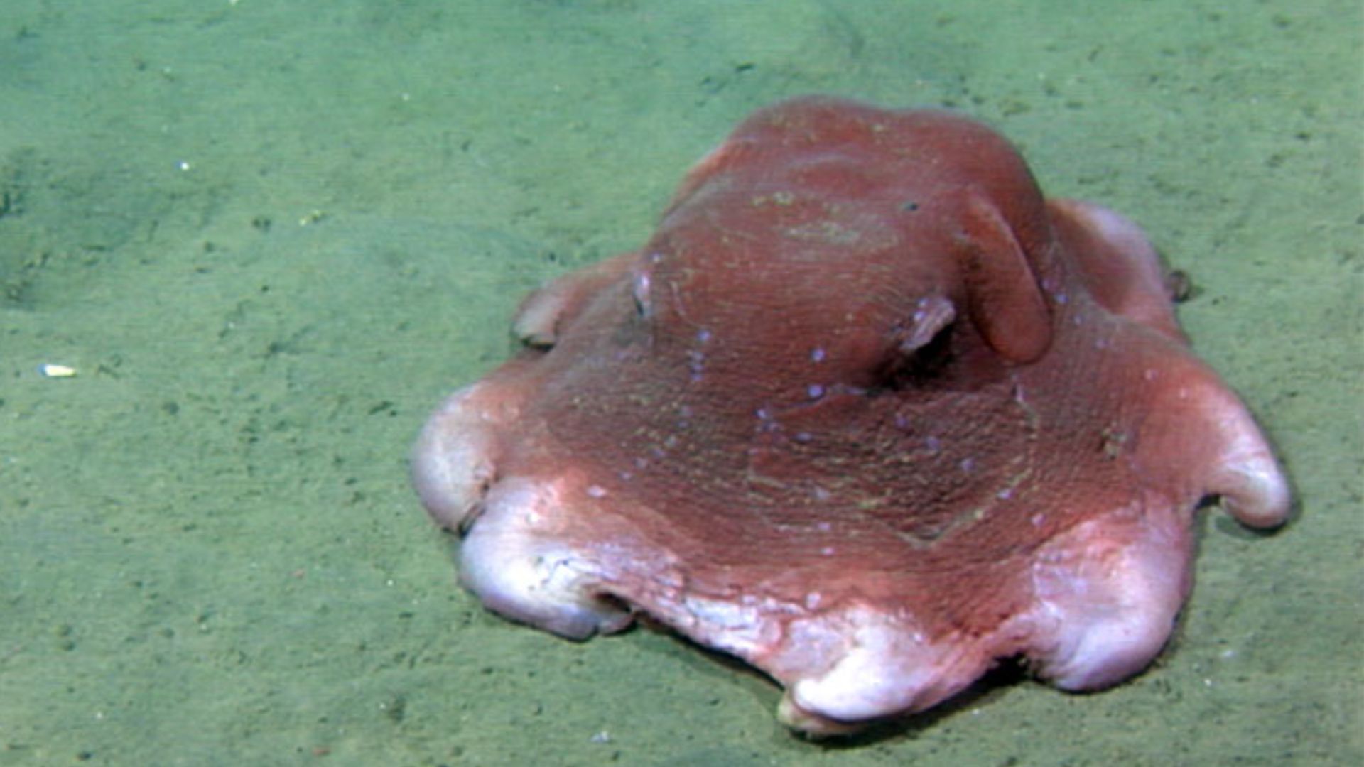 File:OCNMS - Flap Jack Devilfish (26637512163).jpg