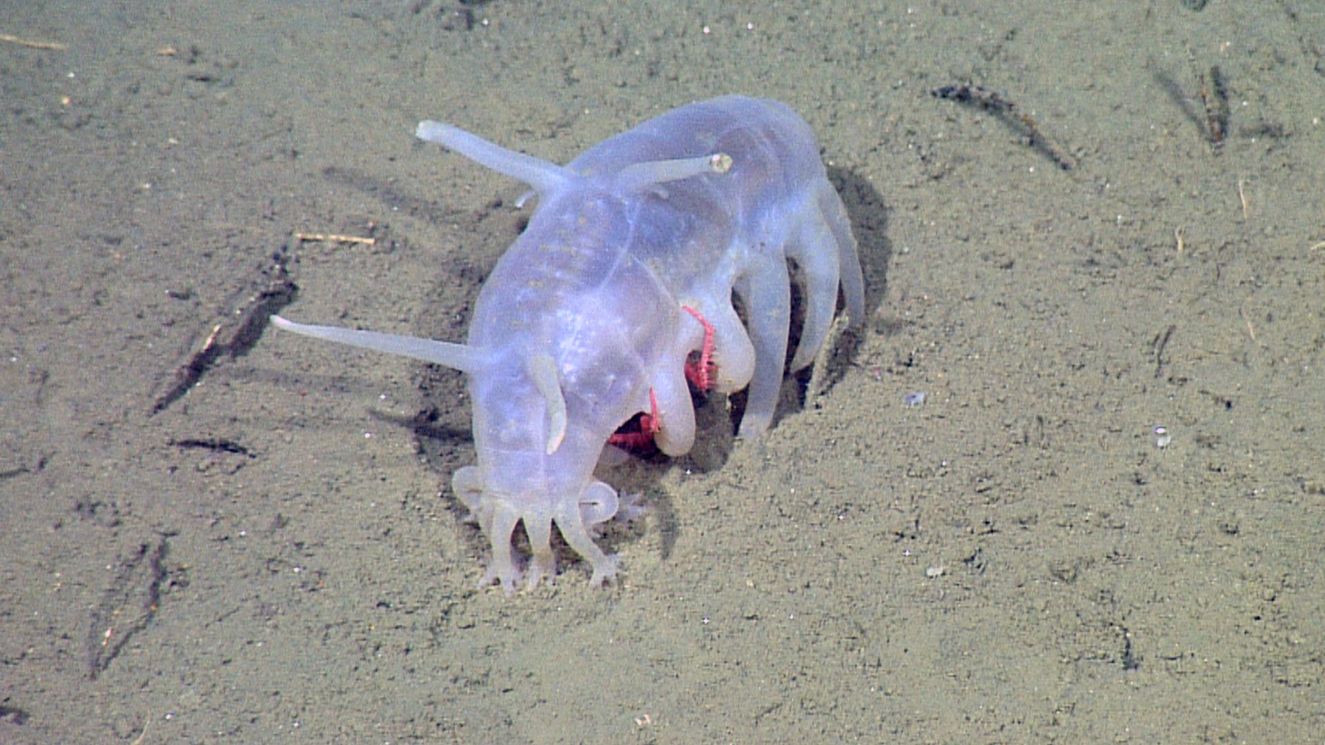 File:Scotoplanes globosa and crab.jpg