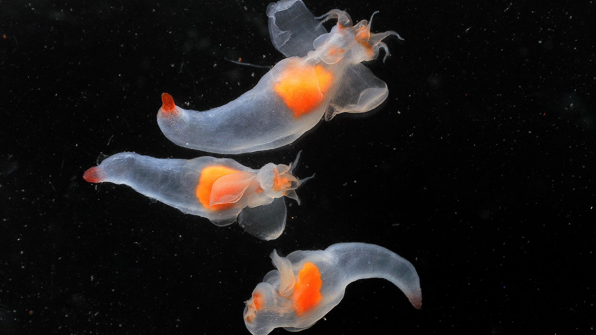 File:Campagne IBTS 2010 - Mollusques anges de mer (Clione limacina) (Ifremer 00576-68796 - 27516).jpg