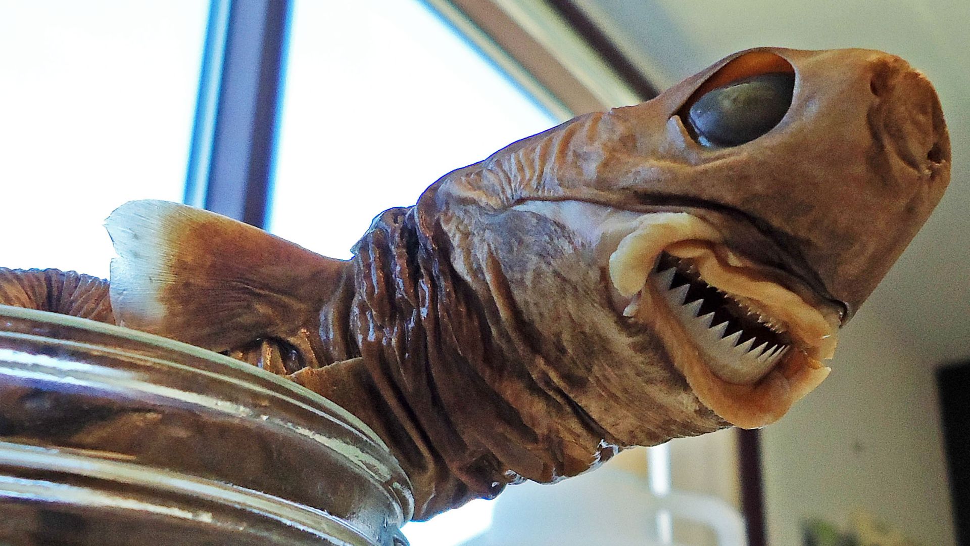 File:Isistius brasiliensis SI.jpg