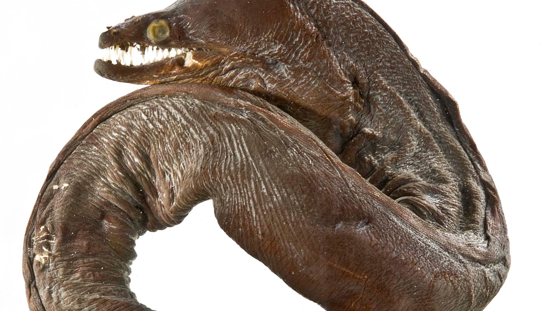 File:Enchelynassa canina SI.jpg