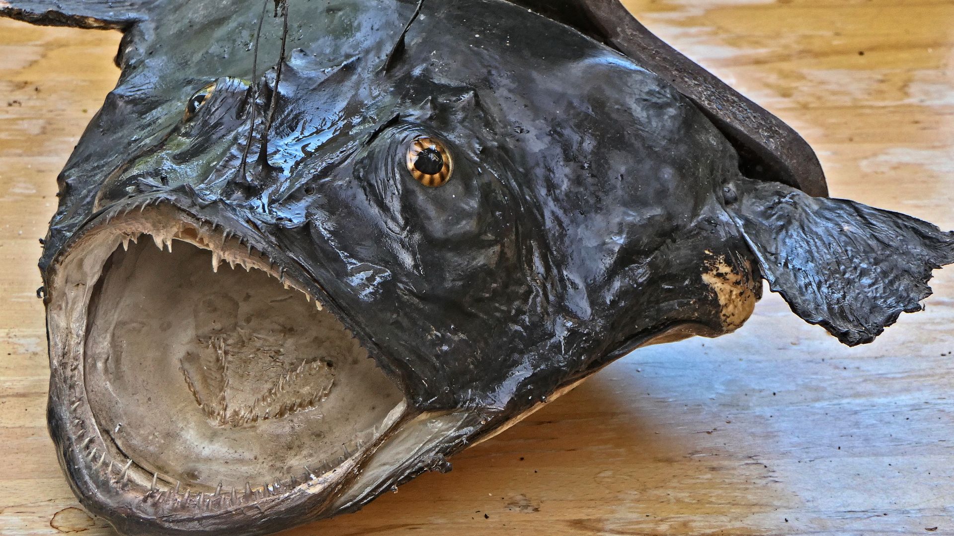 File:Lophius piscatorius - Seeteufel.jpg