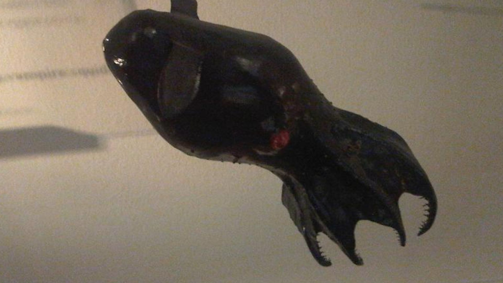 File:Vampyroteuthis infernalis model.jpg