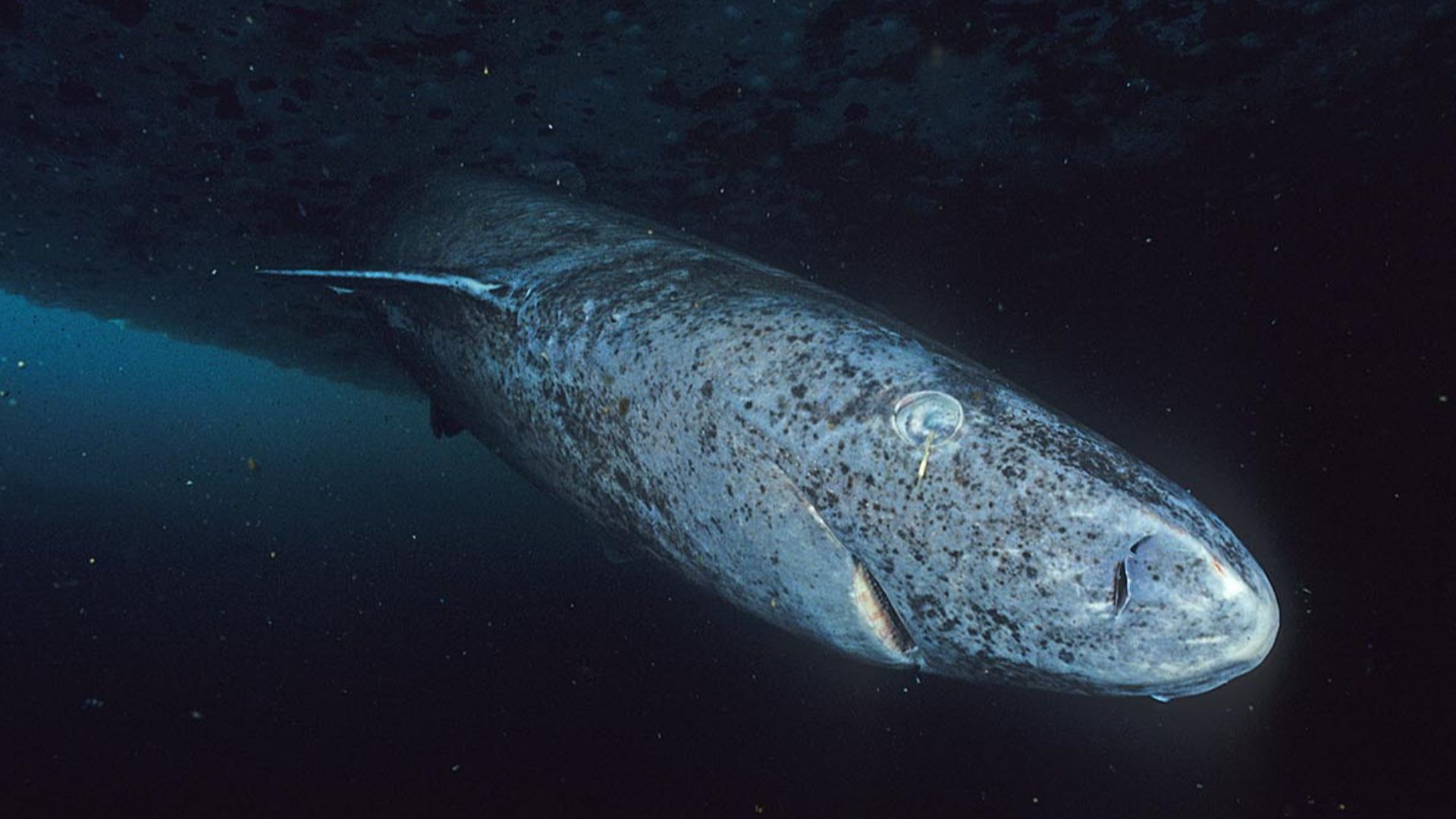 File:Greenland shark profile.jpg