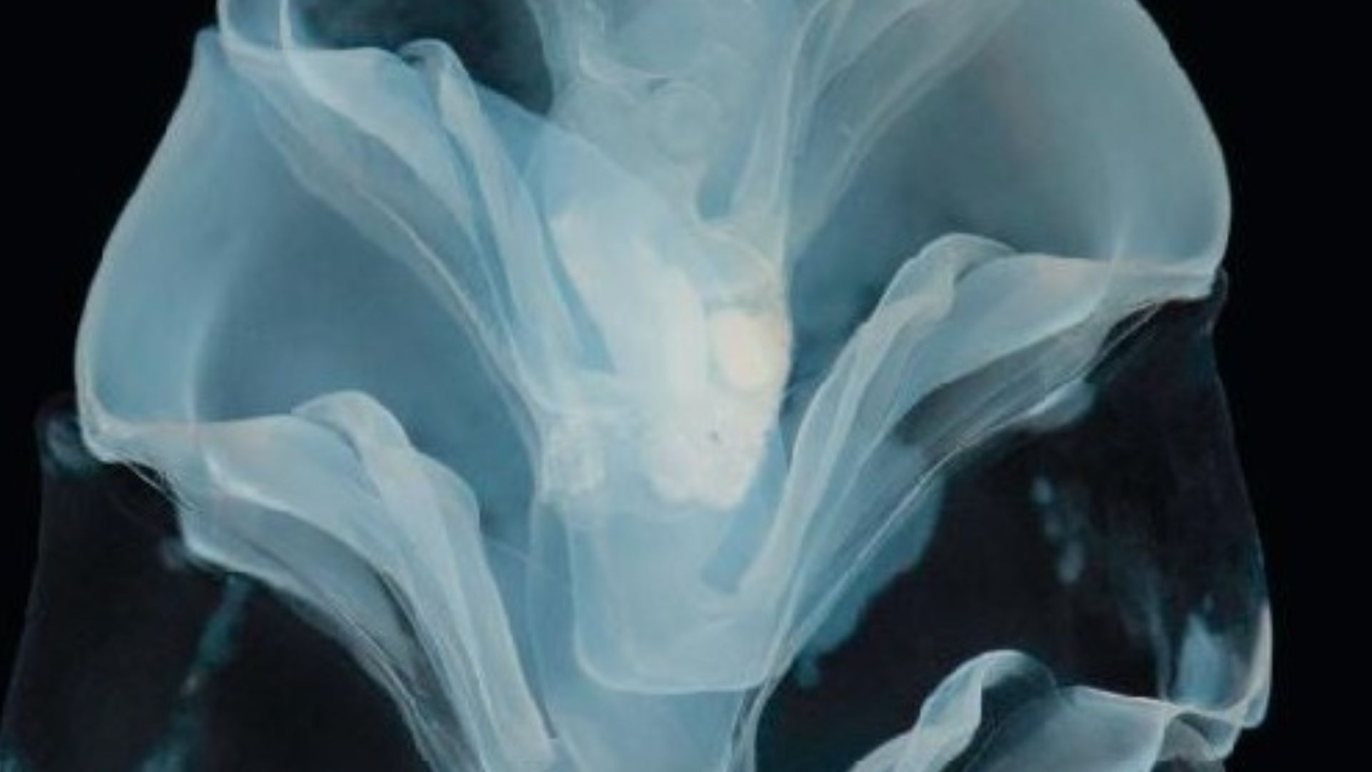 File:Hippopodius hippopus.jpg