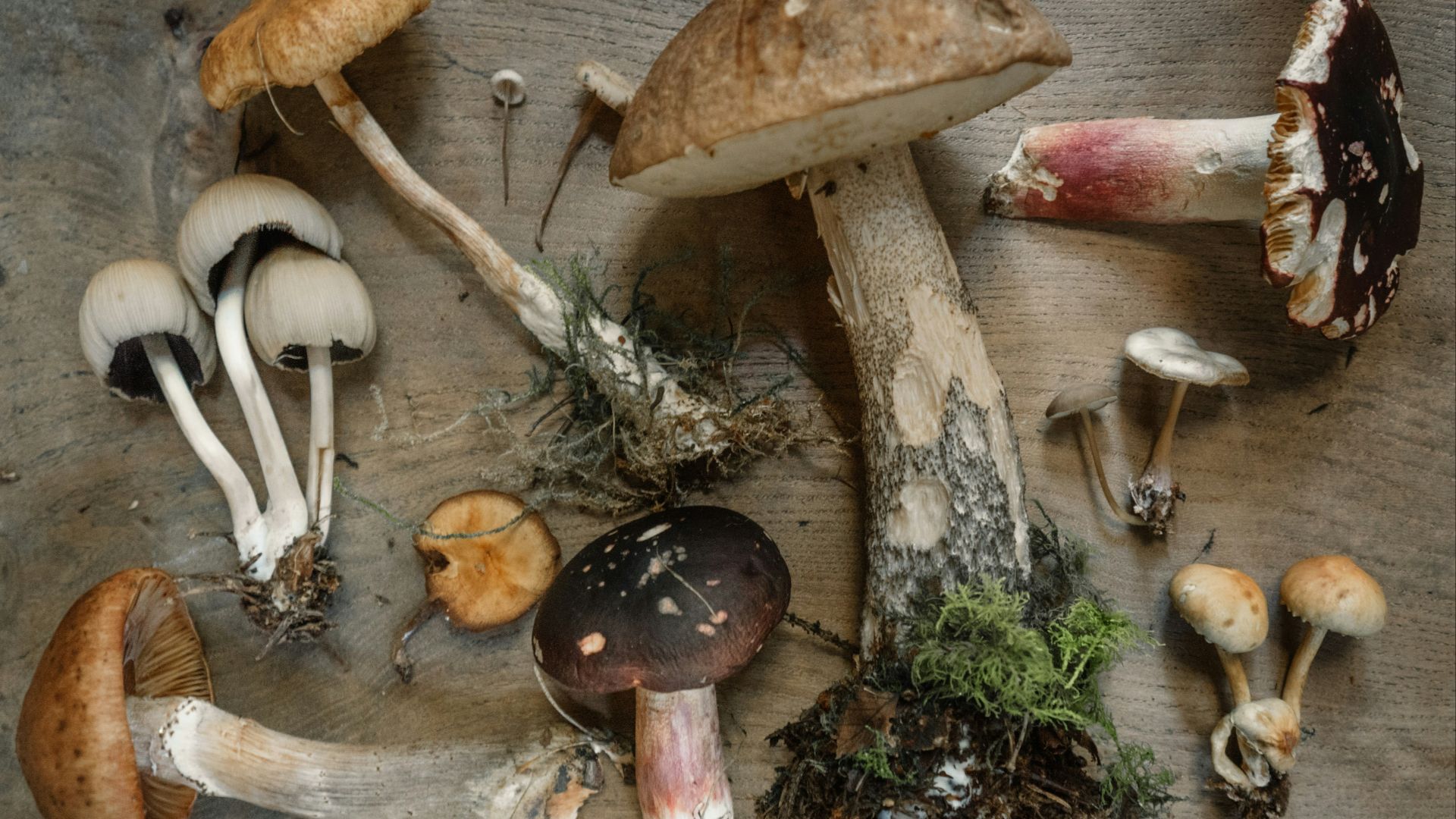 flat lay photography of mushrooms
