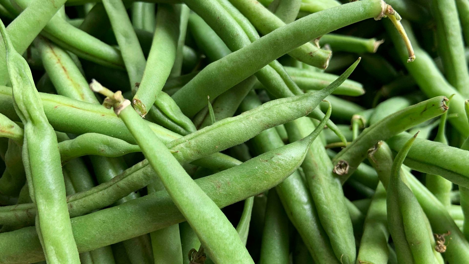 green kentucky beans