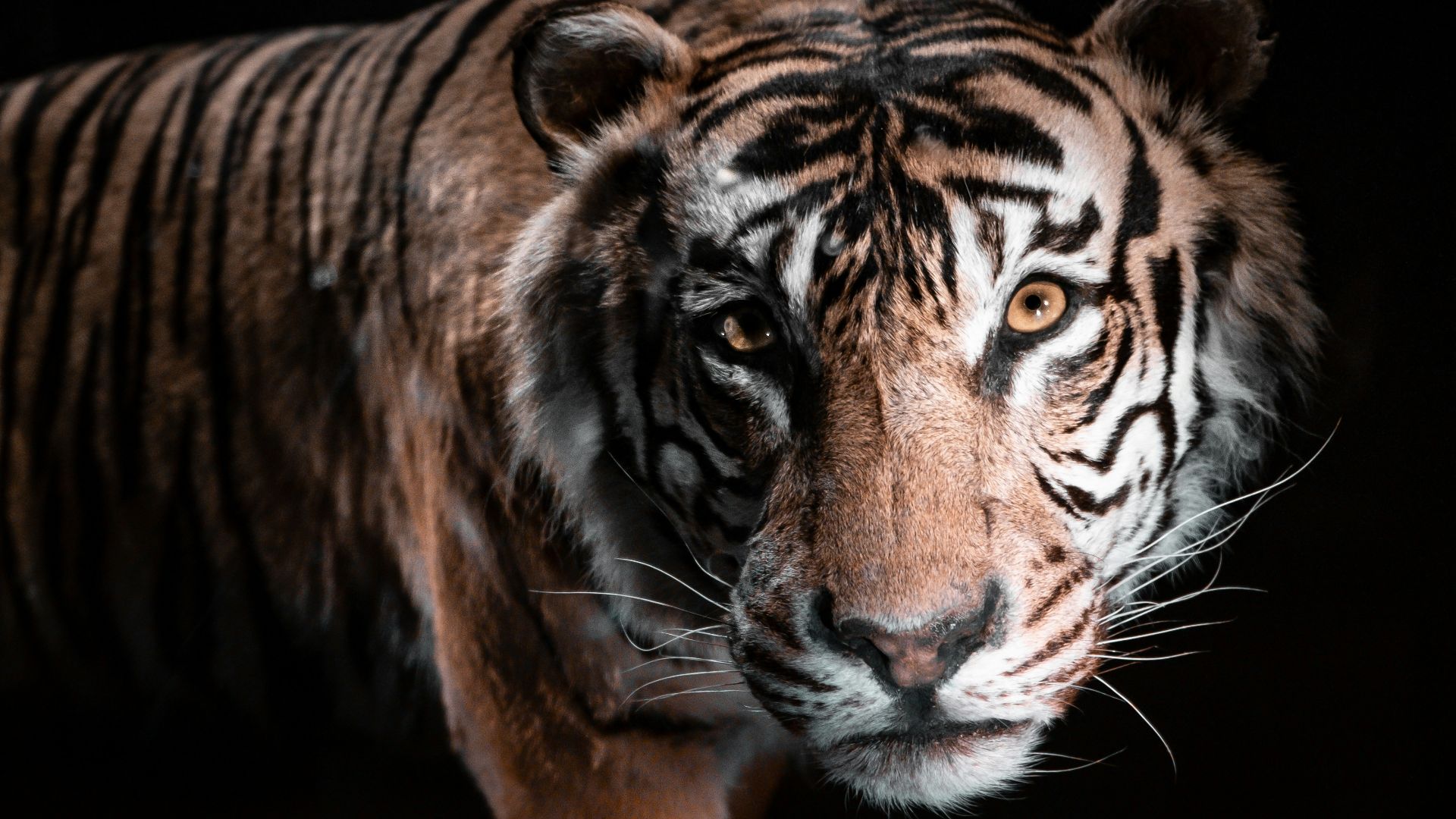 brown and white tiger on black background