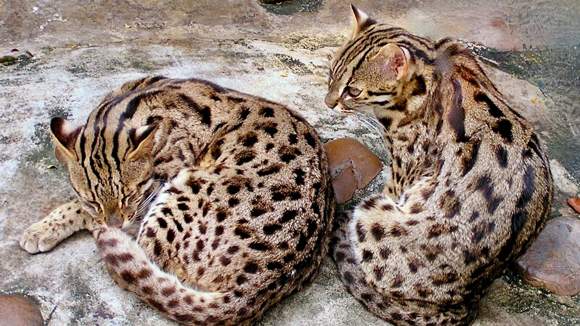 File:Felidae Prionailurus bengalensis 1.jpg