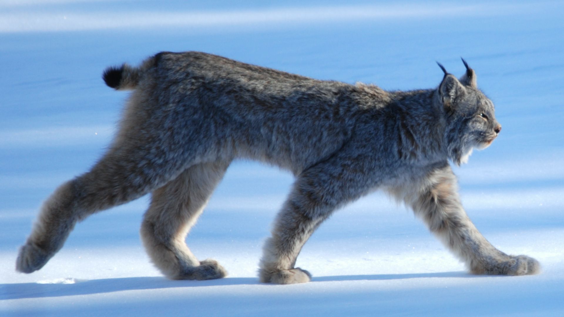 File:Lynx Canadensis.jpg