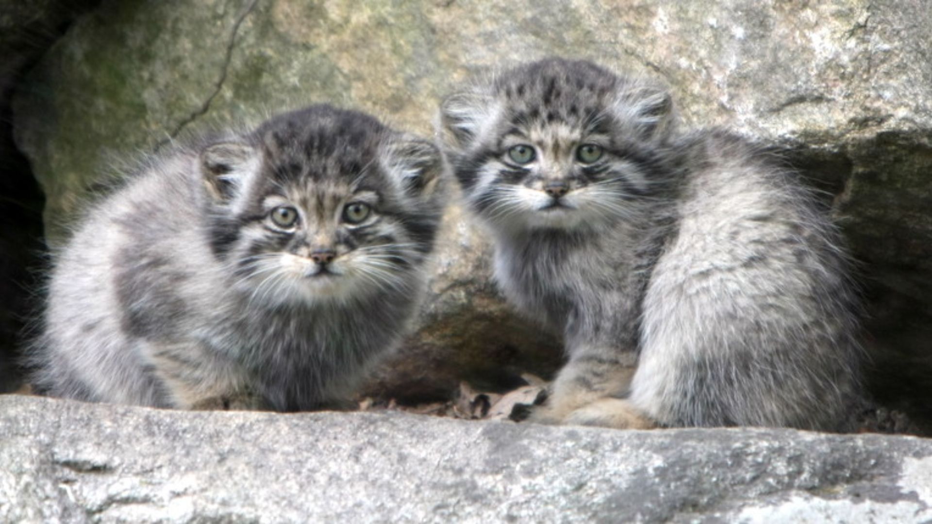 File:Manul kittens.jpg