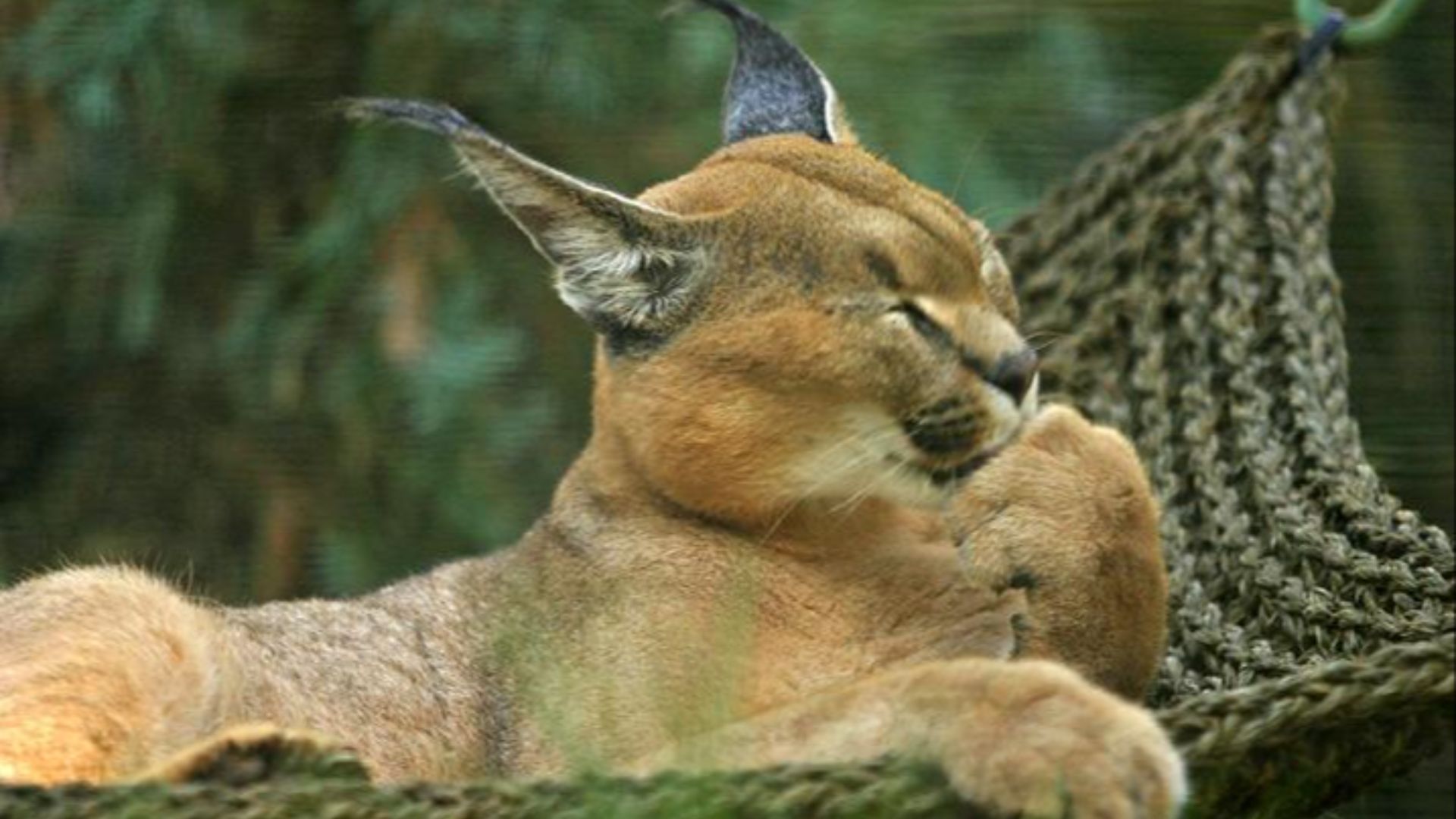 File:Lightmatter caracal.jpg