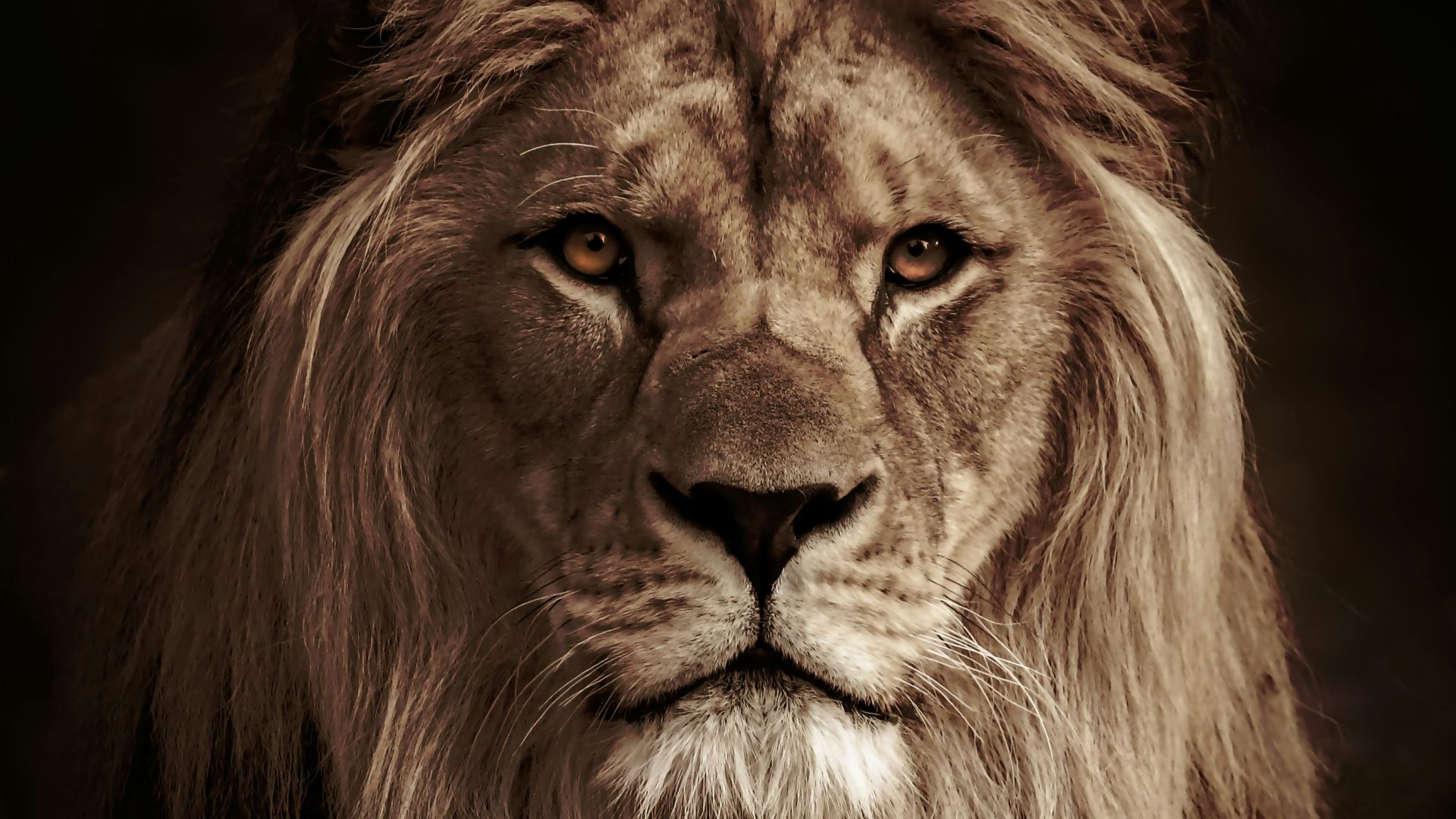 lion in black background in grayscale photography