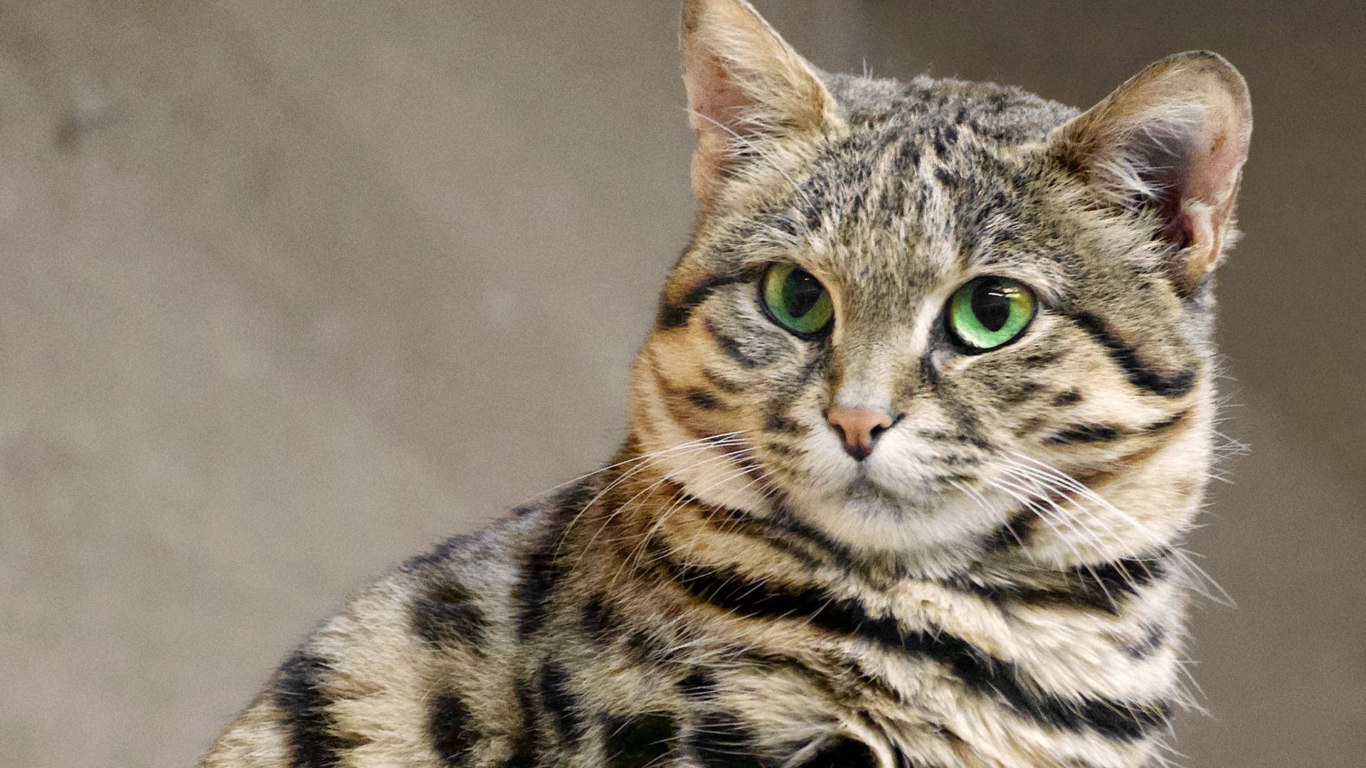 File:Zoo Wuppertal Schwarzfusskatze.jpg