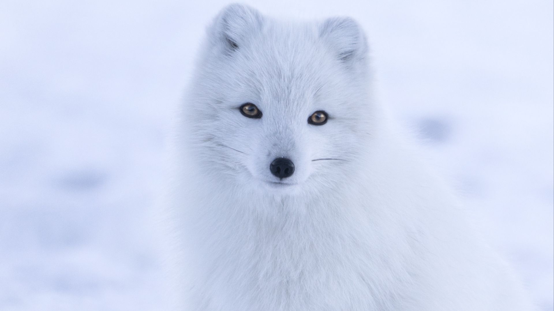 File:Iceland-1979445 (cropped 3).jpg