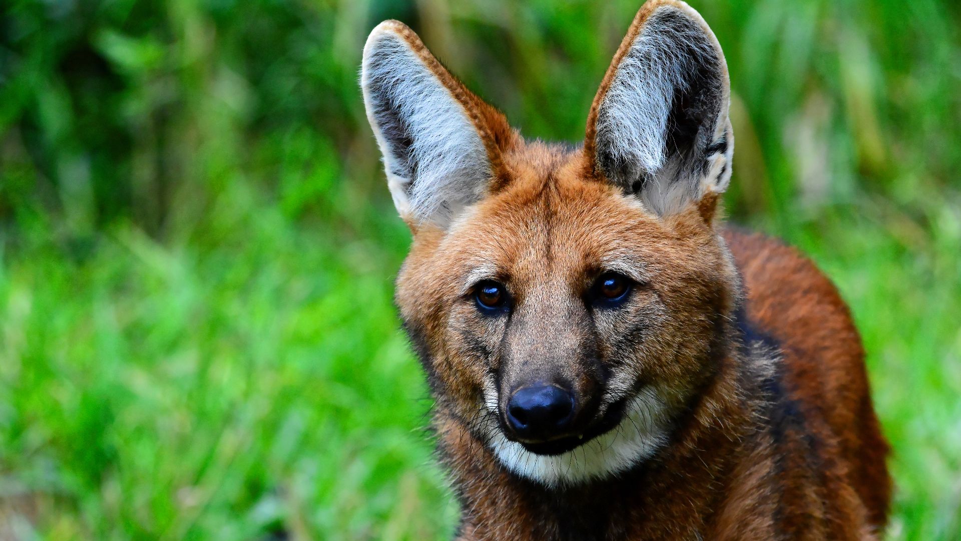 File:Chrysocyon brachyurus no Parque Nacional da Serra da Canastra por Celso Ferrarezi Jr (07).jpg