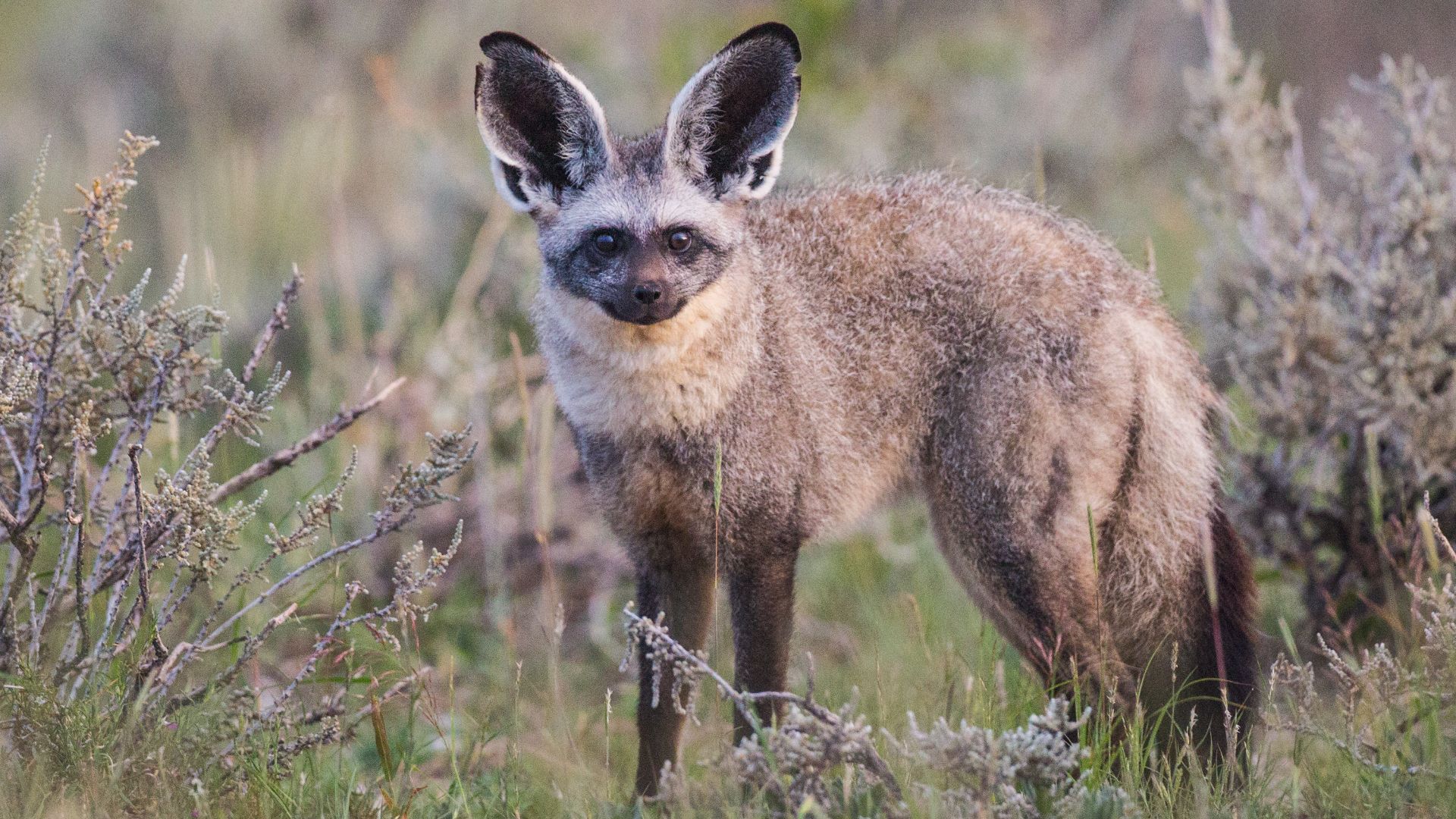 File:Otocyon megalotis - Etosha 2014.jpg