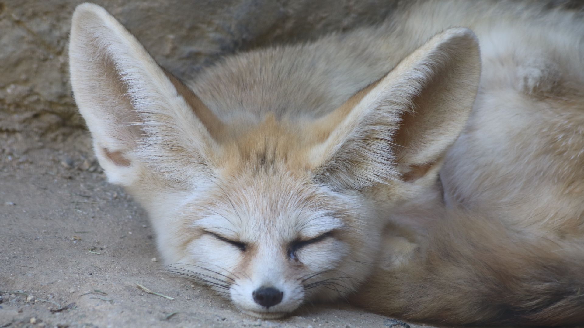 File:Sleeping Vulpes zerda at Happy Hollow, closeup.jpg