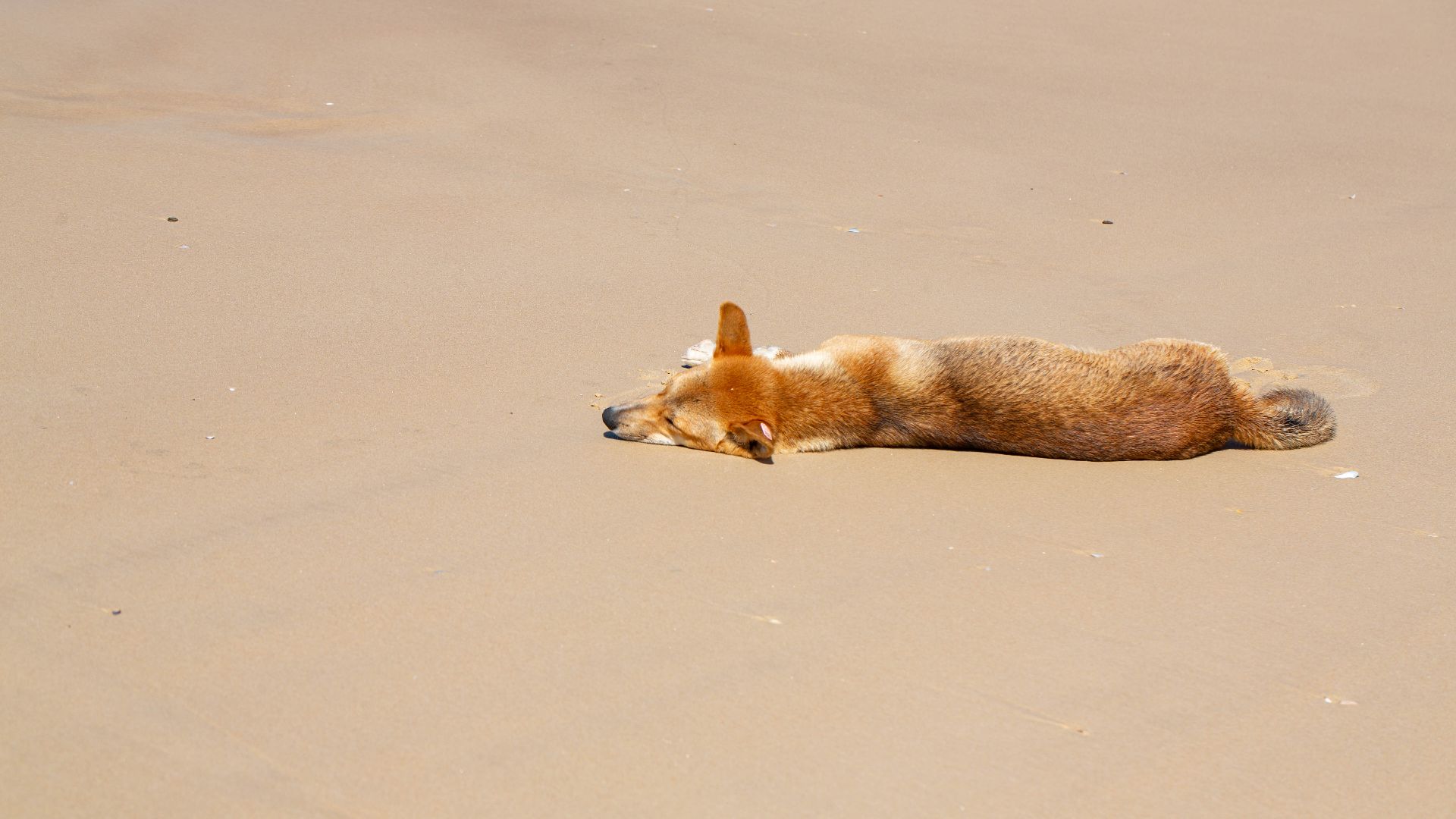 File:Dingo resting at beach in Fraser Island.jpg
