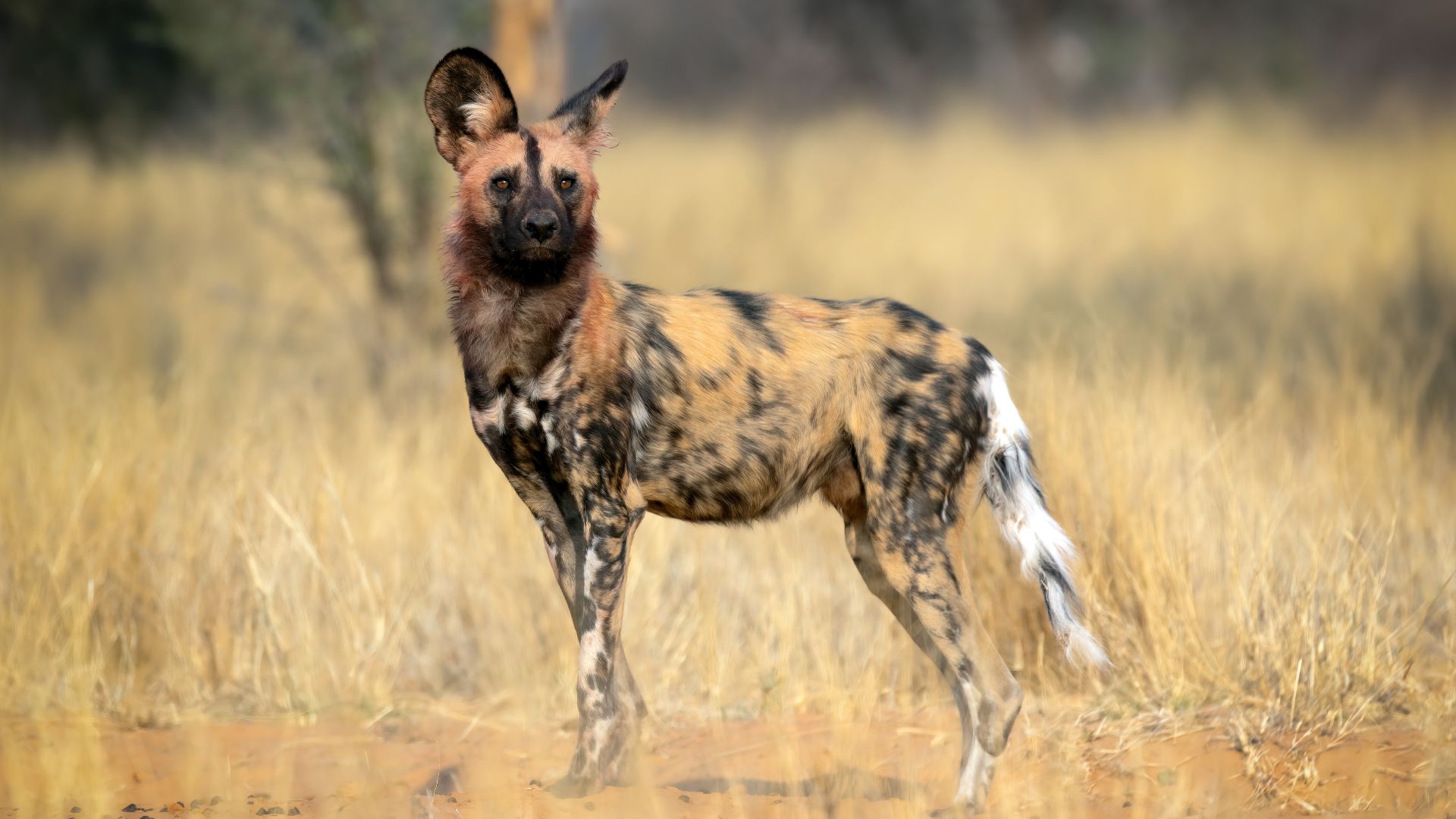 File:African Wild Dog (Lycaon pictus) at Working with Wildlife.jpg