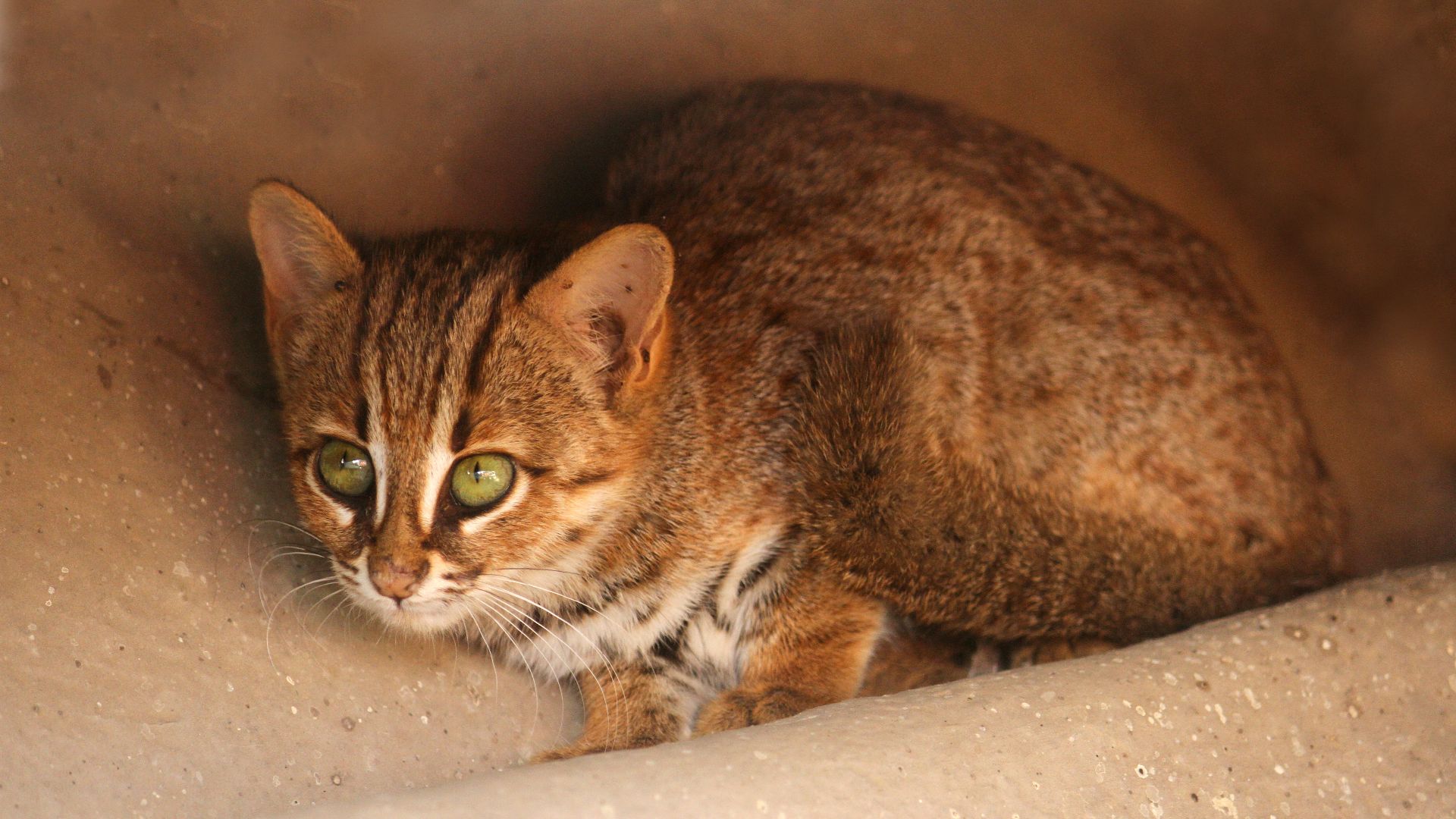 File:Rusty spotted cat 1.jpg