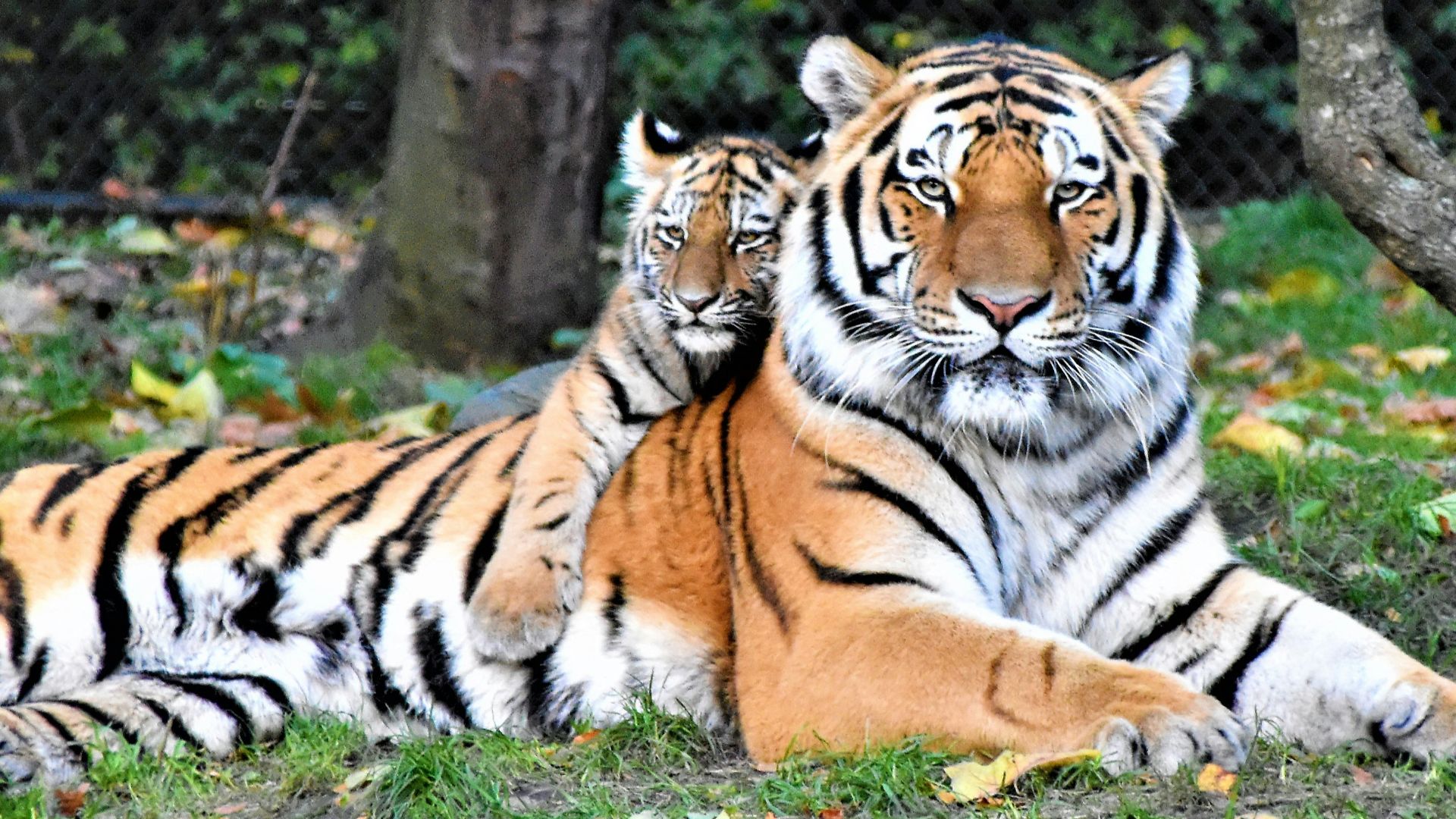 brown and black tiger lying on ground