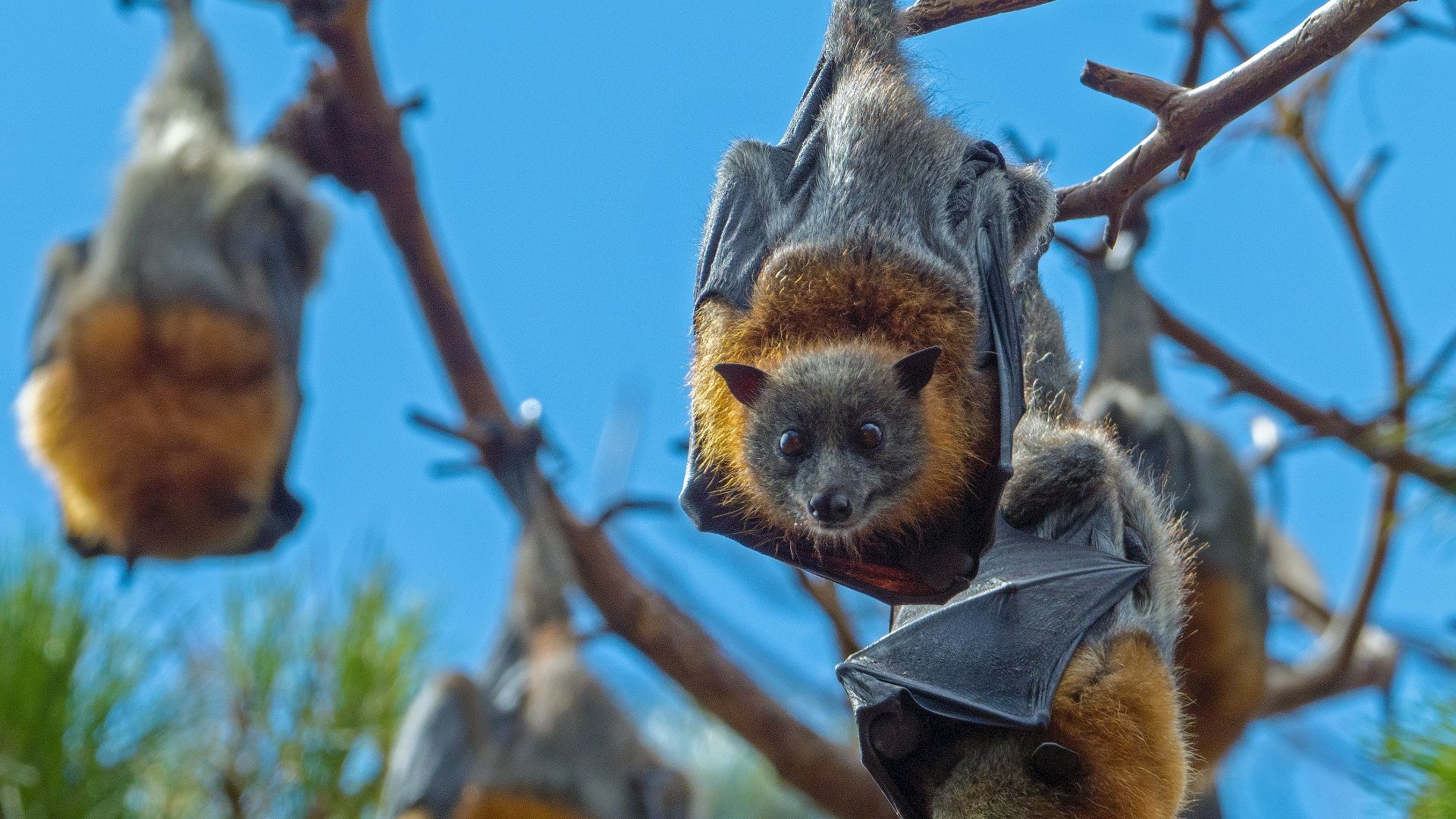 brown and gray squirrel on brown tree branch during daytime