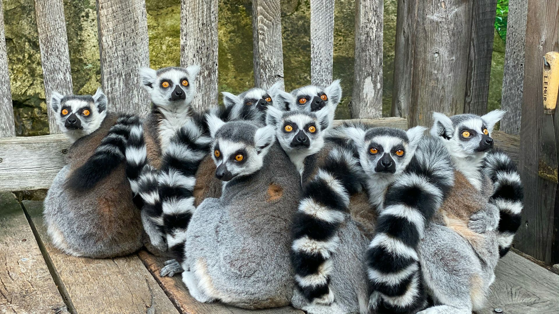 white and black zebra animal on brown wooden floor