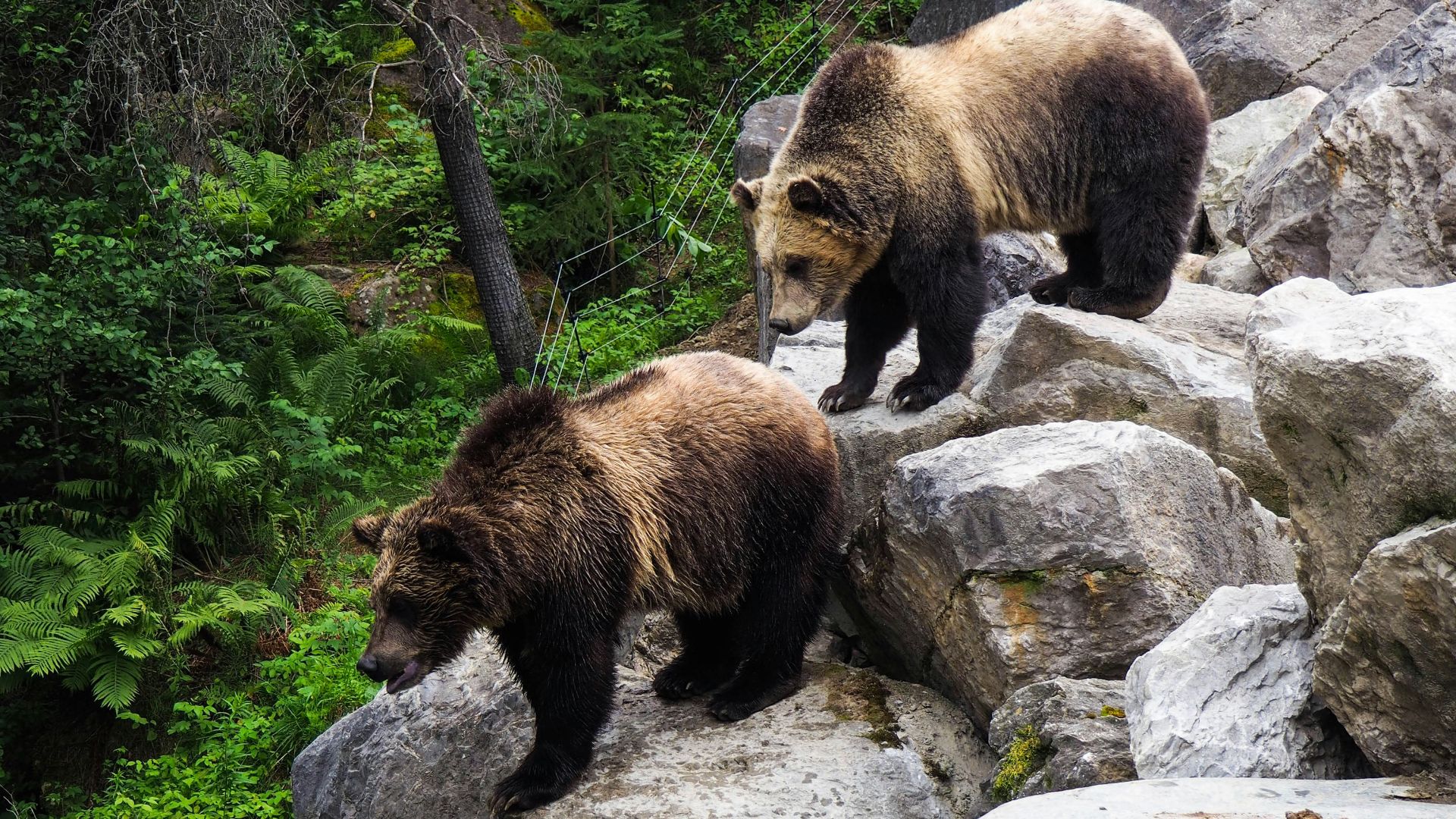 brown bear on gray rock