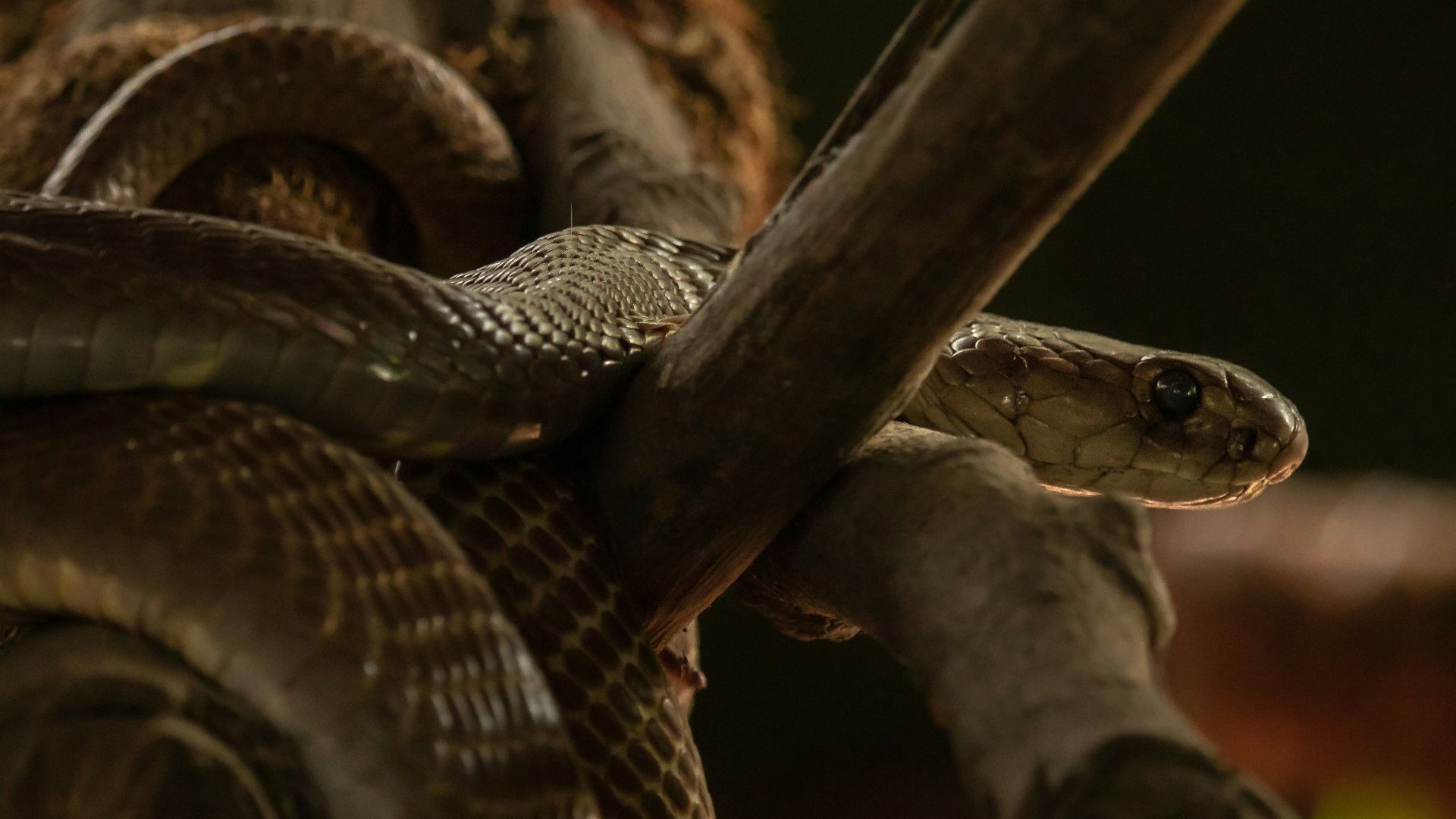 a close up of a snake on a branch