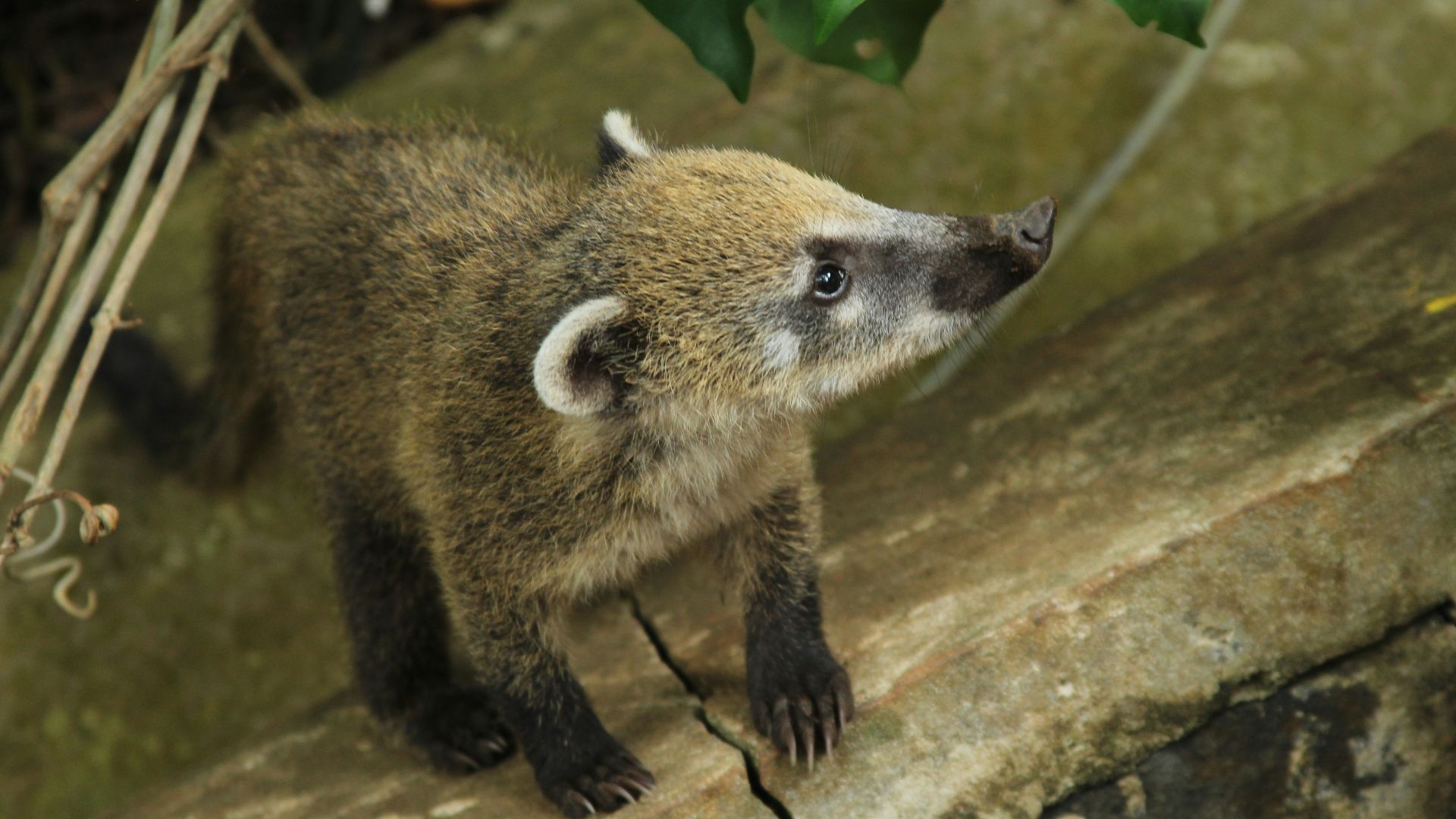 crawling gray four-legged animal on wall