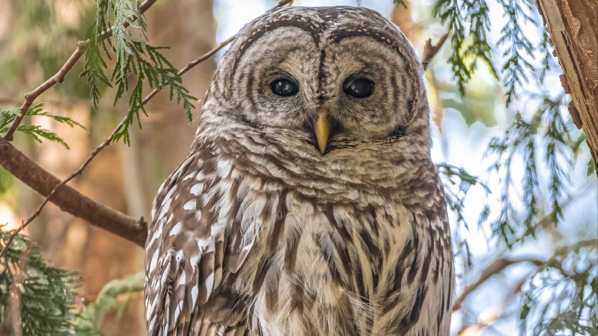 brown owl perched on brown tree branch during daytime