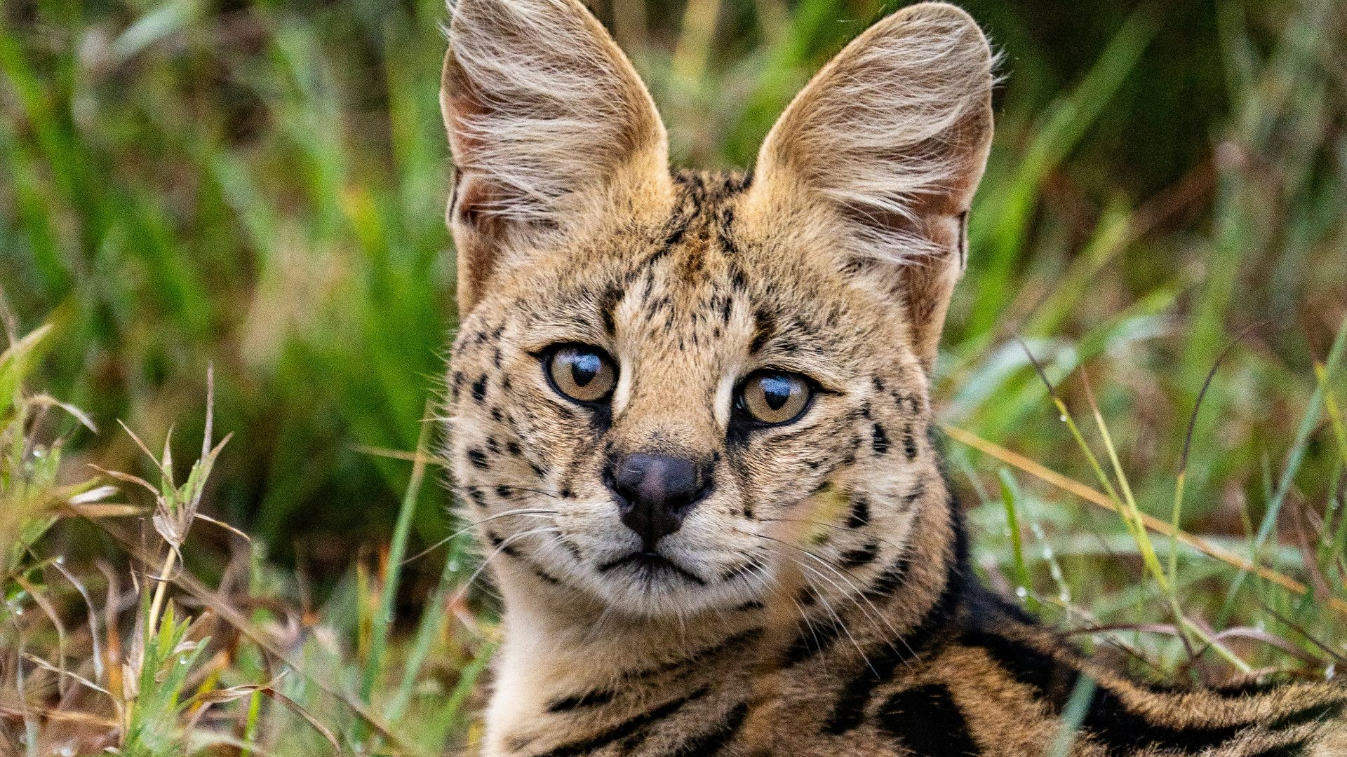 brown and black leopard on green grass during daytime