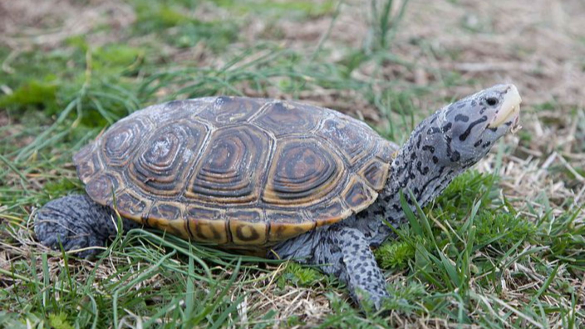 File:Diamond terrapin turtle reptile malaclemys terrapin.jpg ...