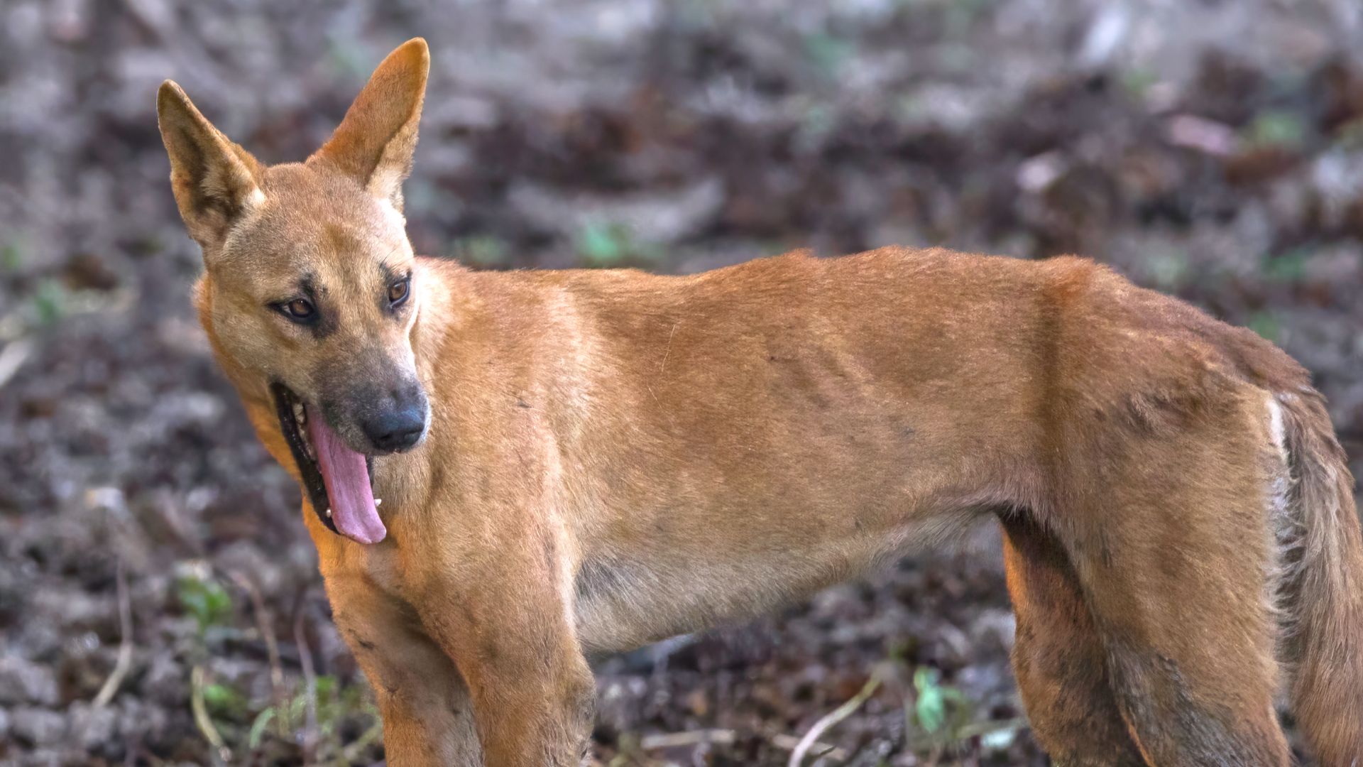 File:Dingo (Canis lupus dingo) Kakadu 2.jpg - Wikimedia Commons