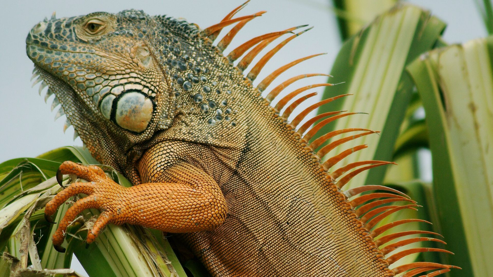 File:Red green iguana.jpg - Wikipedia