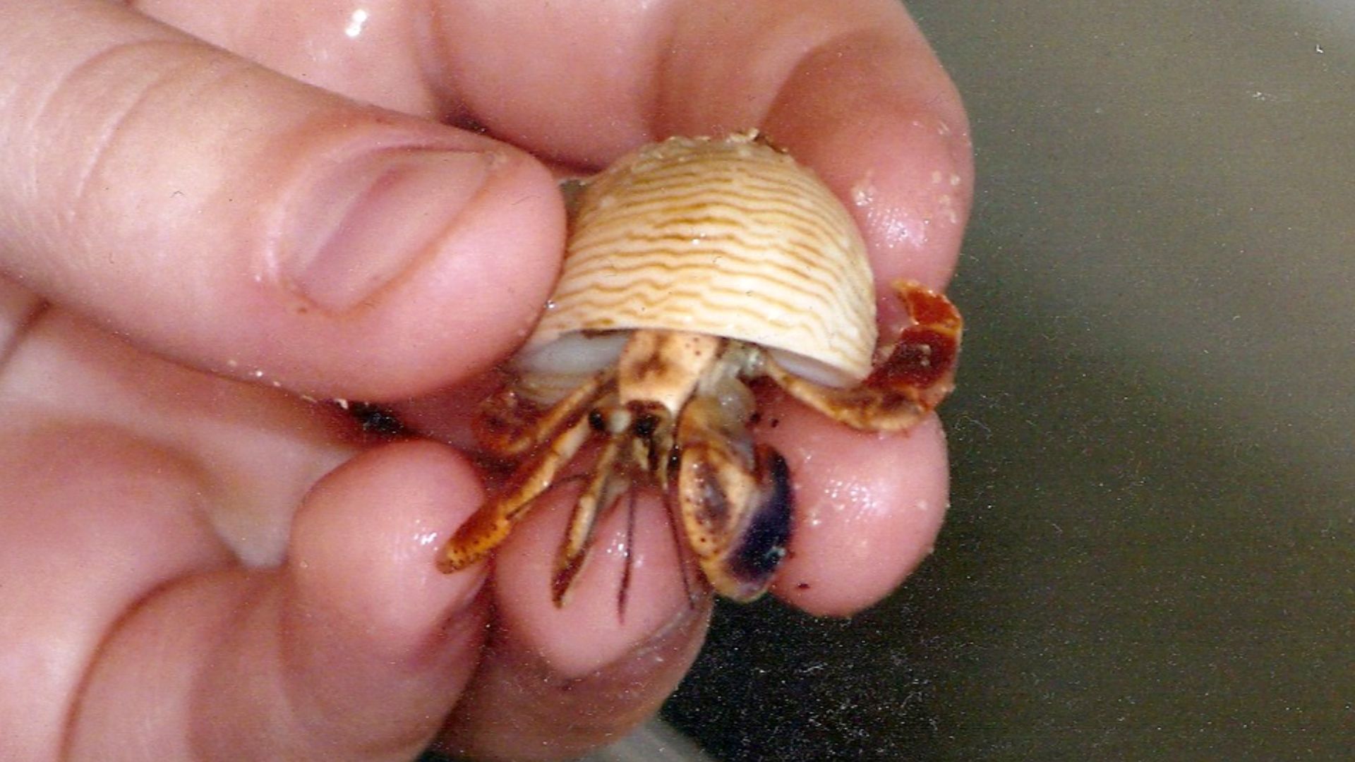 File:Small Land Hermit Crab.jpg - Wikimedia Commons