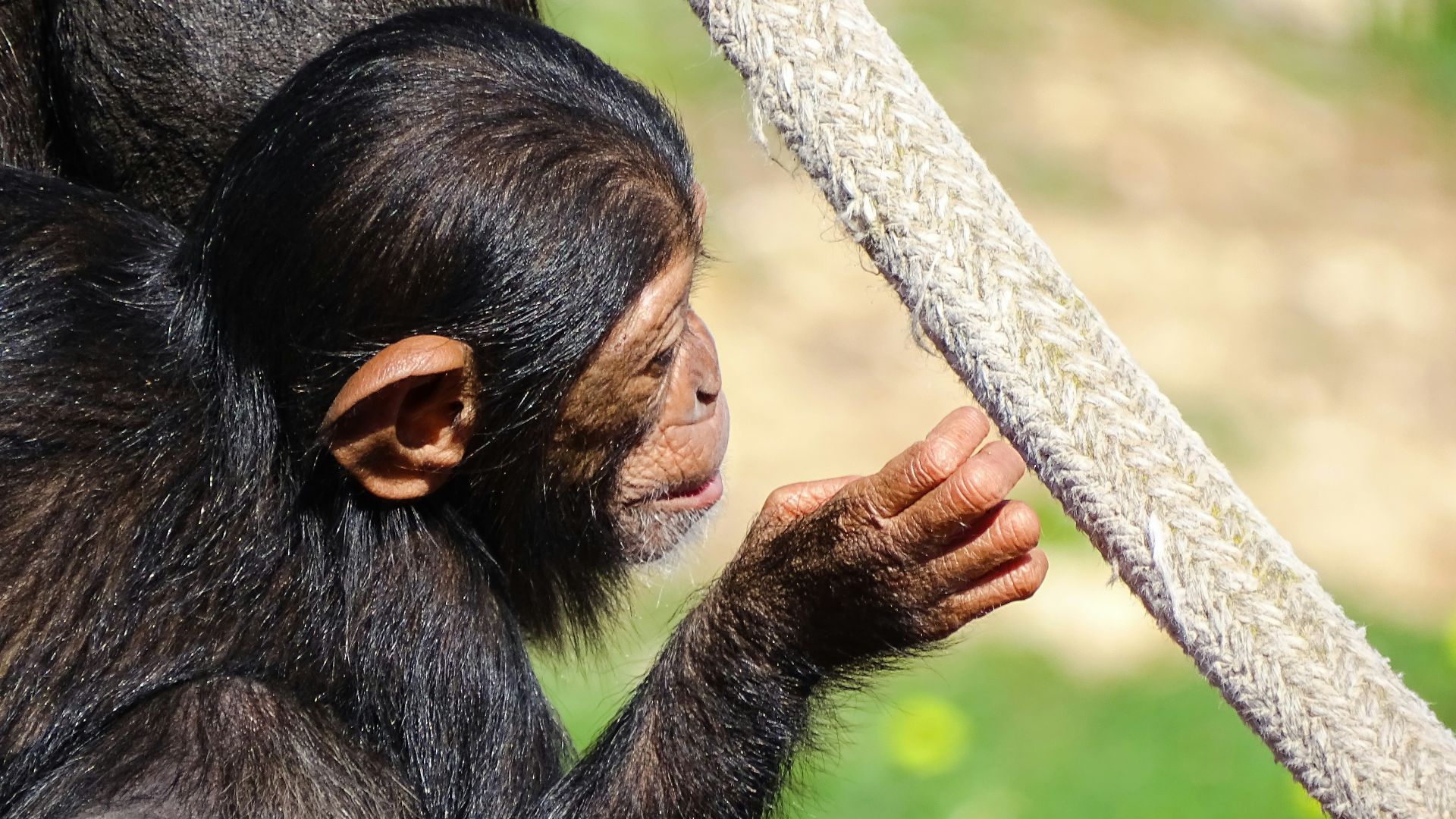 black monkey holding gray rope