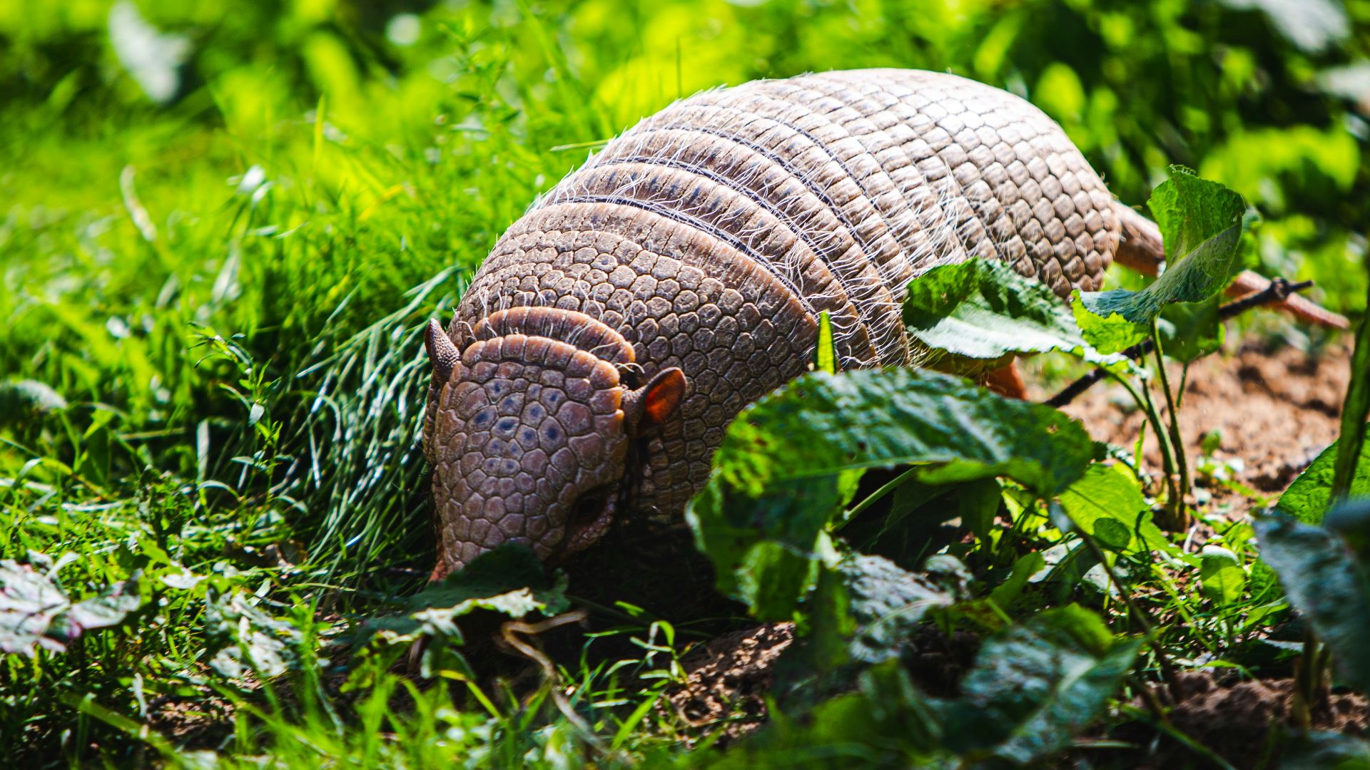 brown snail on green grass during daytime