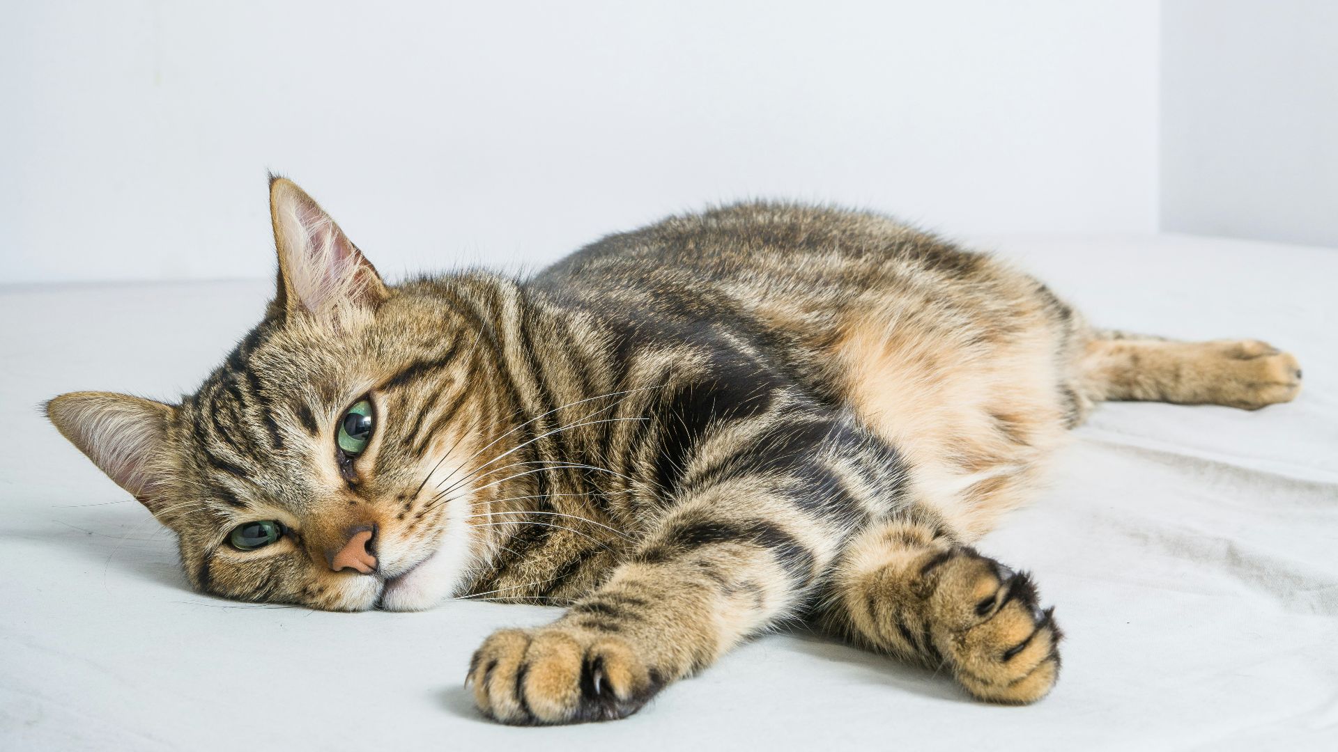 a cat laying on top of a bed next to a white wall