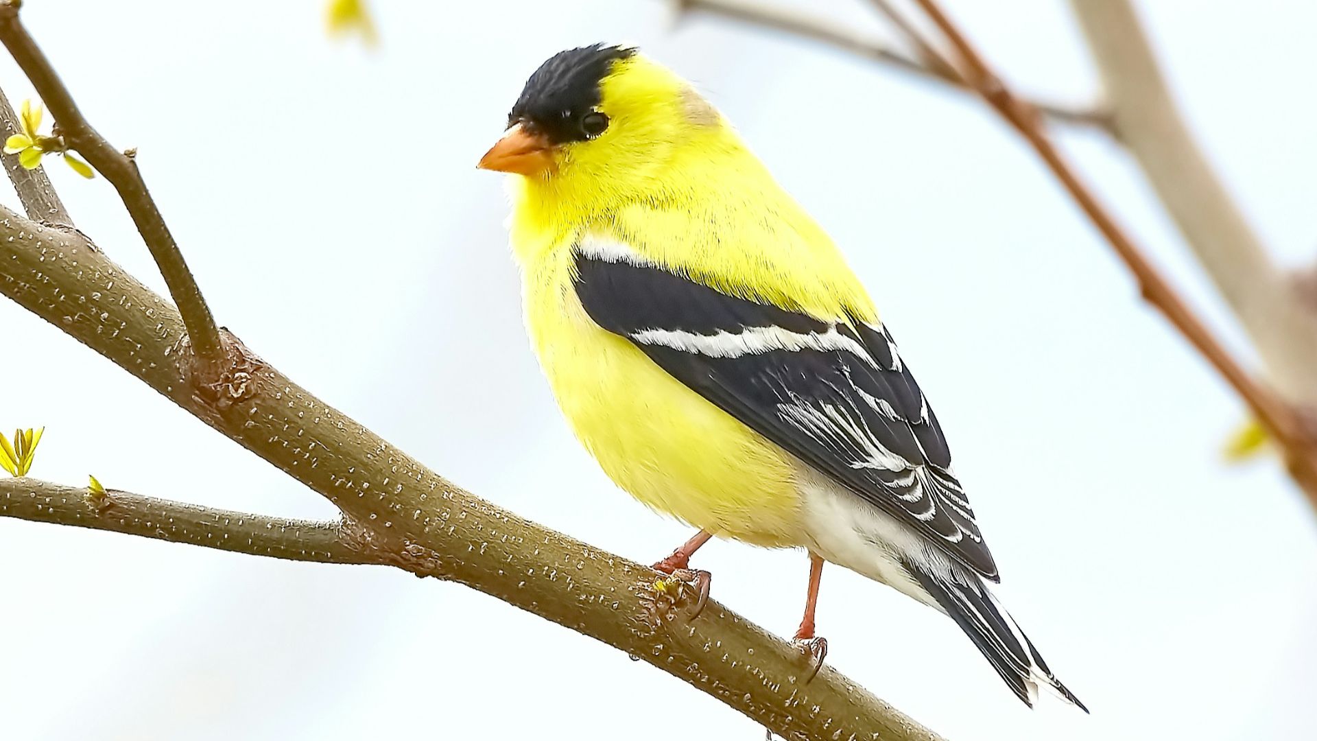 yellow Cardinal bird