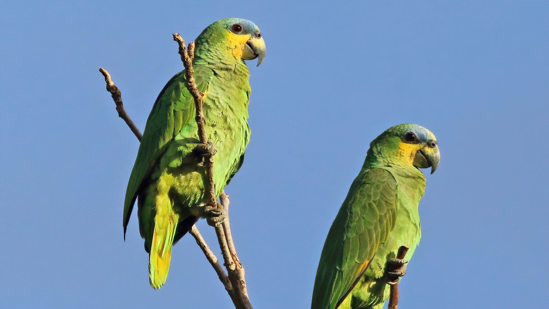File:Orange-winged parrots (Amazona amazonica tobagensis).jpg