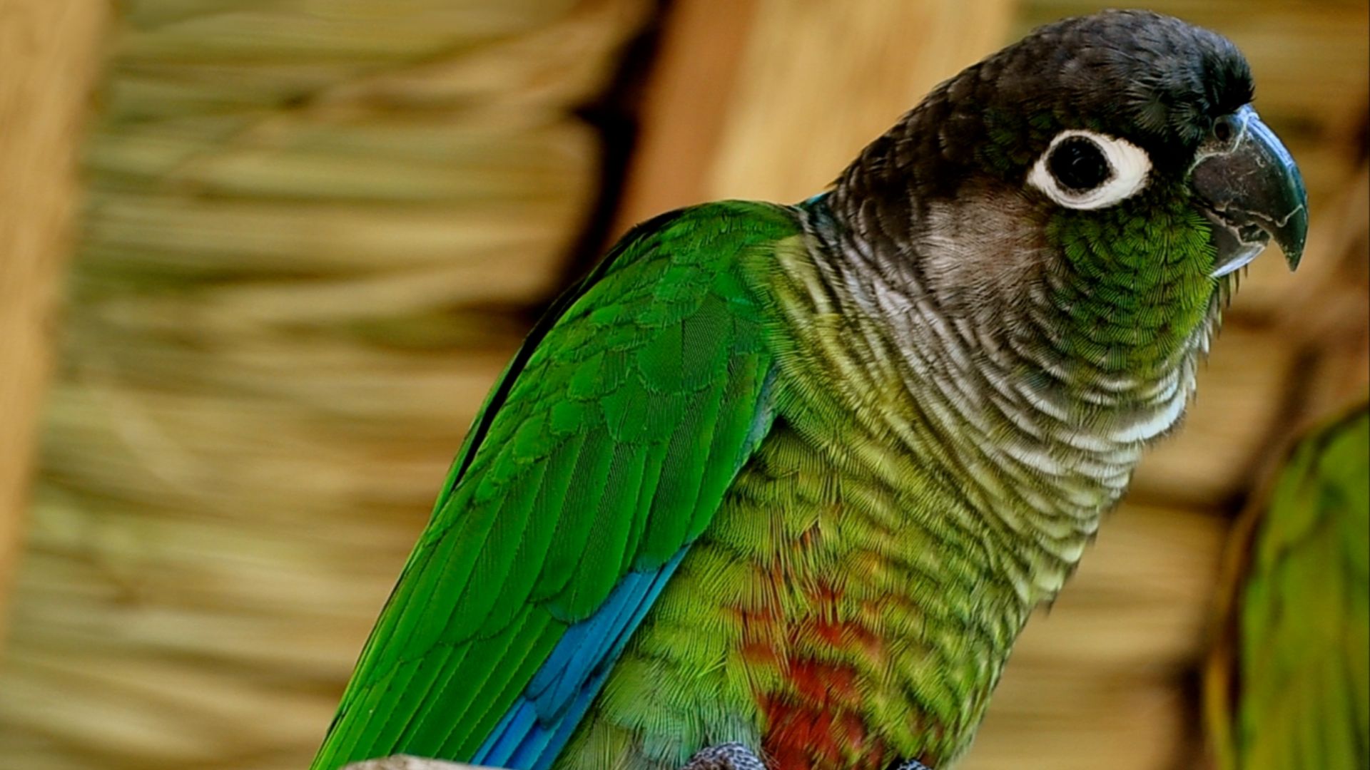 File:Pyrrhura molinae -captive-perch-8a-1cp.jpg