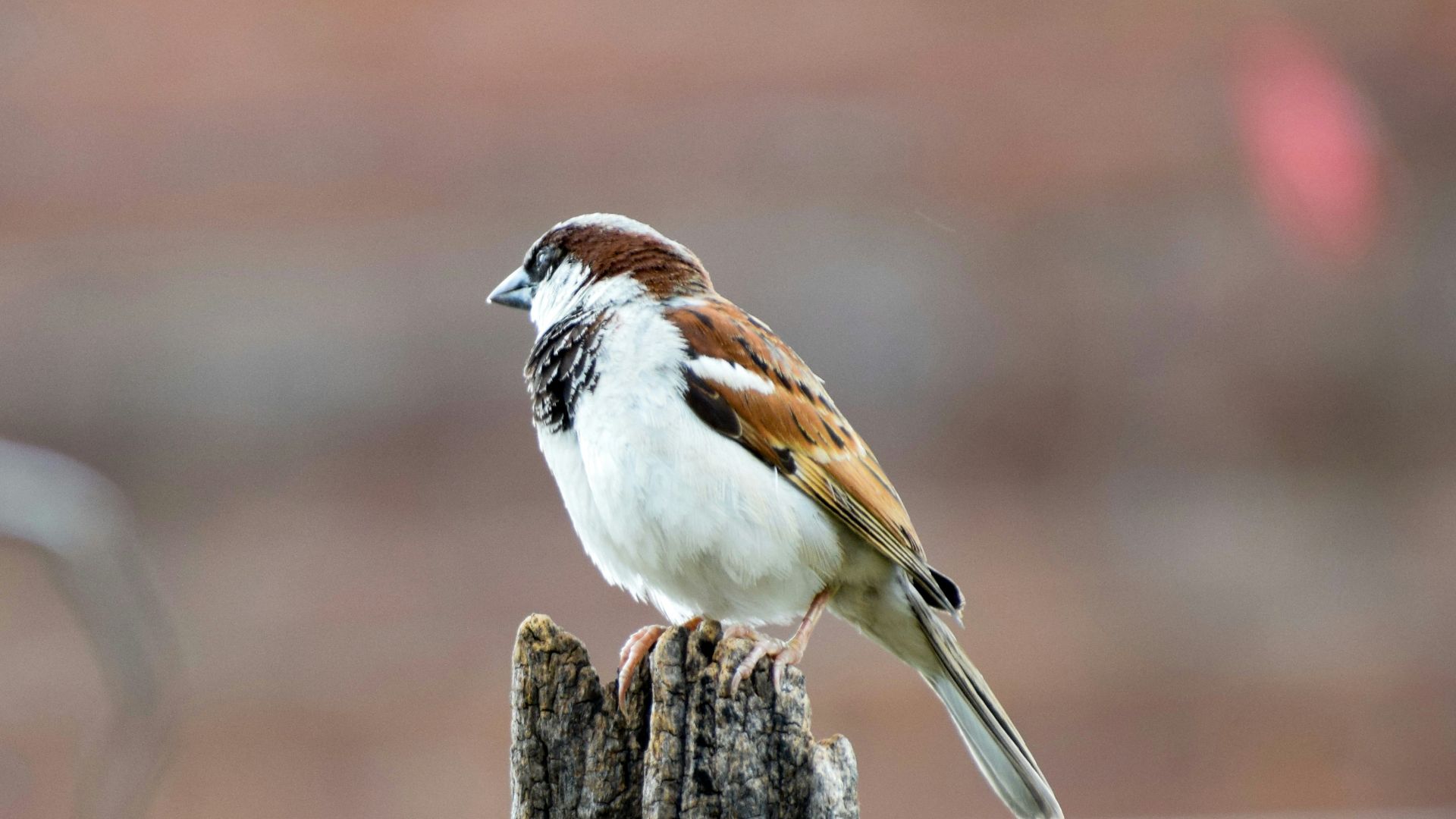 brown bird on wooden fence